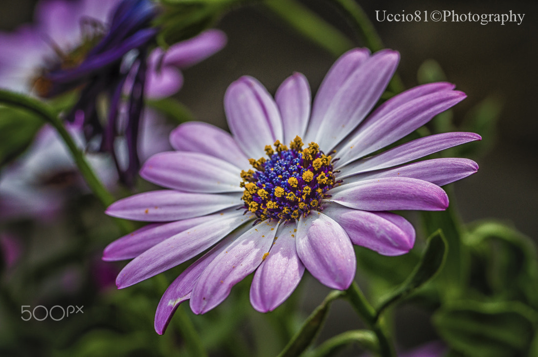 Sony Alpha DSLR-A580 sample photo. It's springtime photography