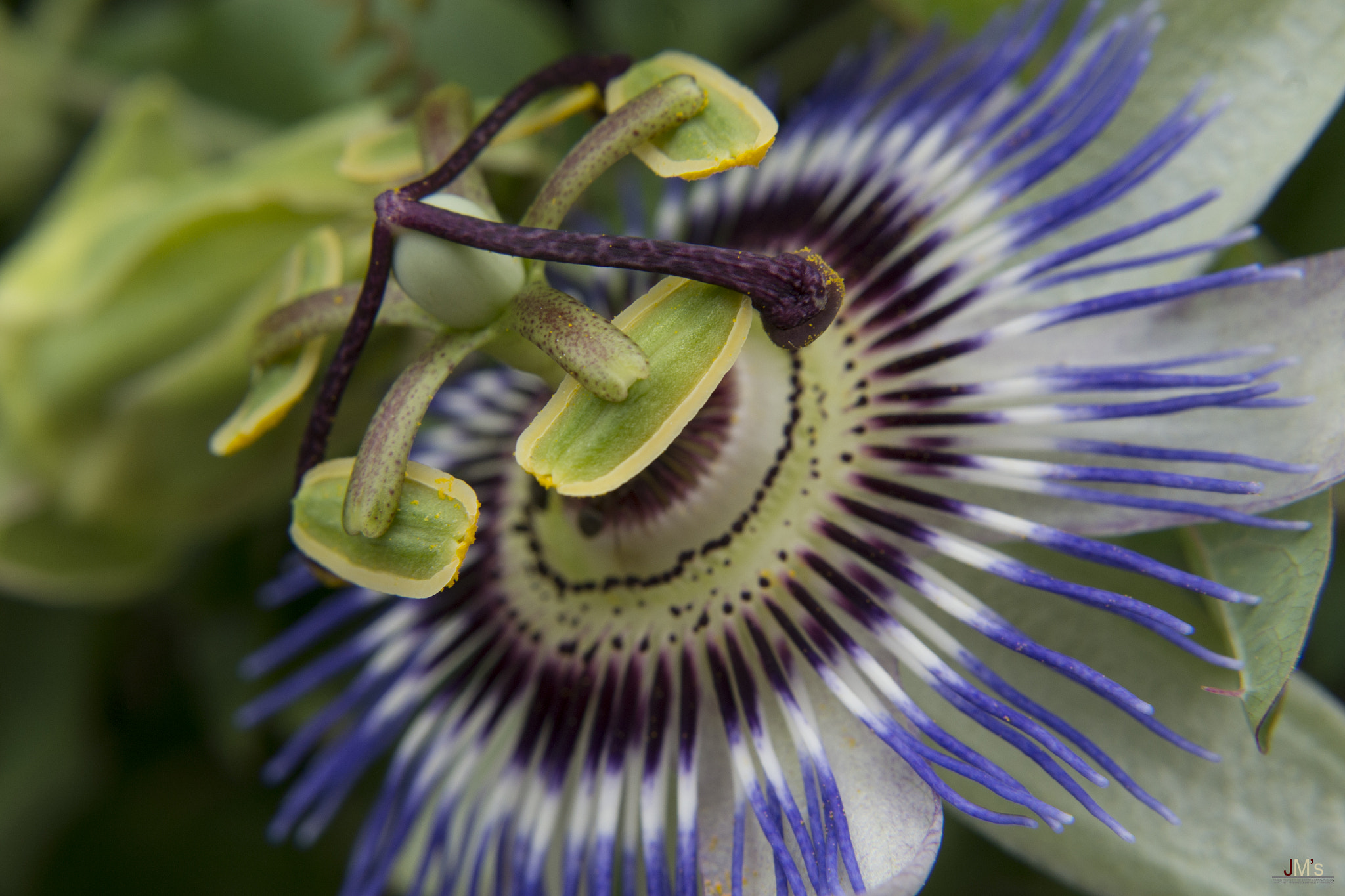 AF Zoom-Nikkor 35-80mm f/4-5.6D N sample photo. Passiflora caerulea photography