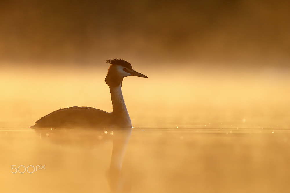 Canon EOS-1D X + Canon EF 500mm F4L IS USM sample photo. Golden morning photography