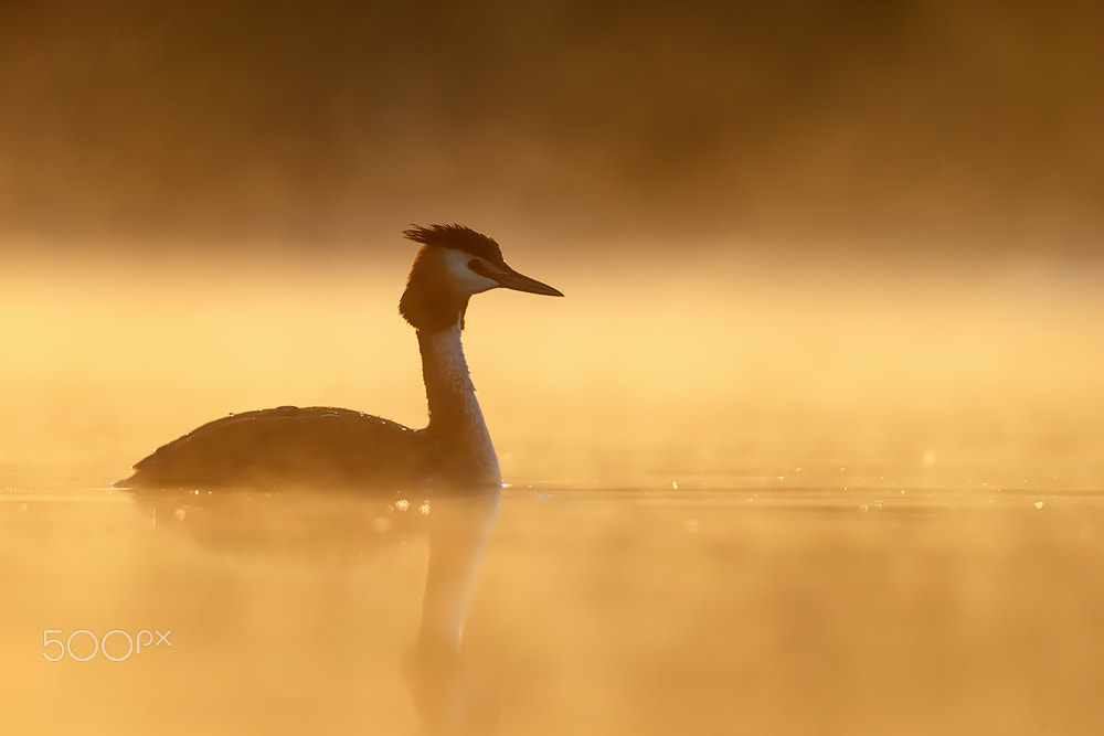 Canon EF 500mm F4L IS USM sample photo. Golden morning photography