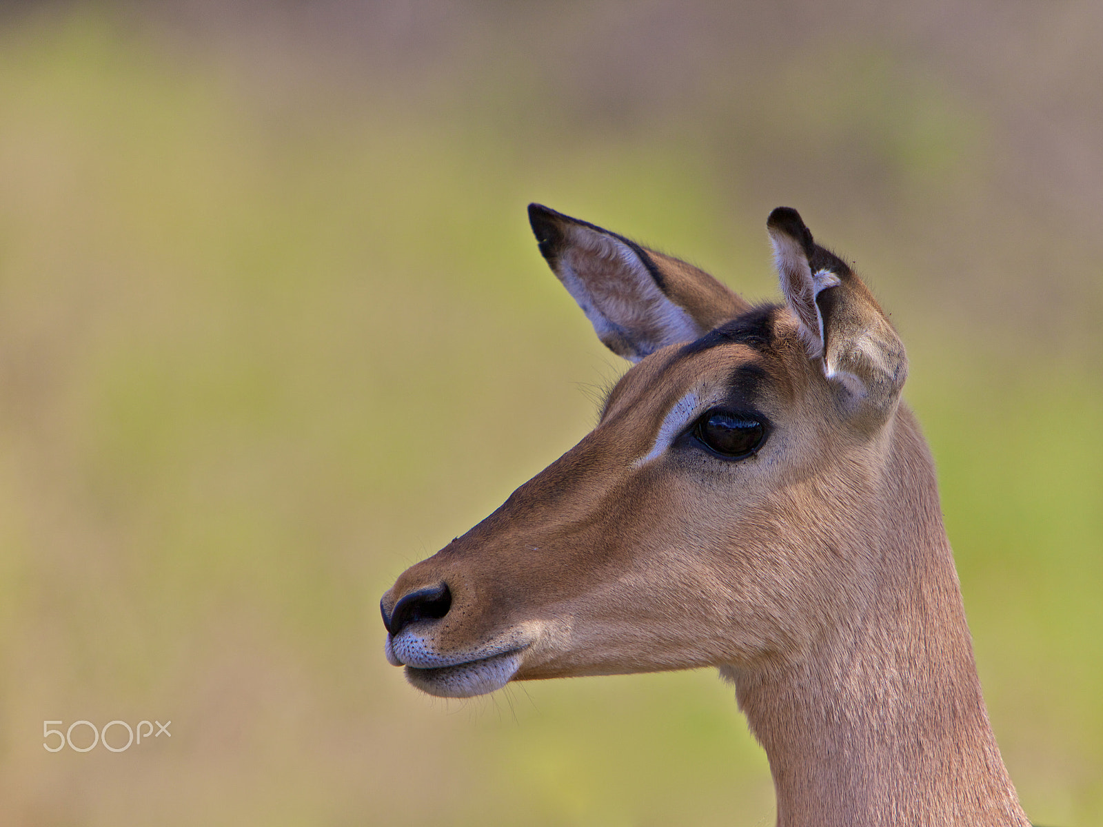 Canon EOS 5D Mark II + Canon EF 70-200mm F2.8L IS USM sample photo. Impala, south africa photography