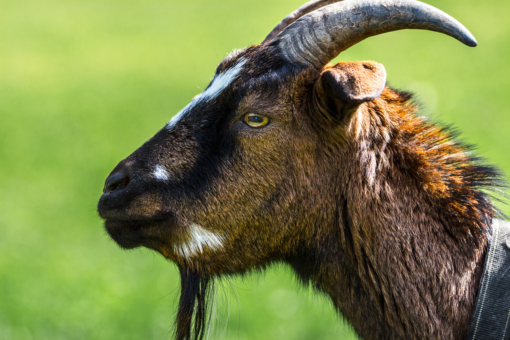 Canon EF 70-200mm F2.8L IS II USM sample photo. Geissbock photography