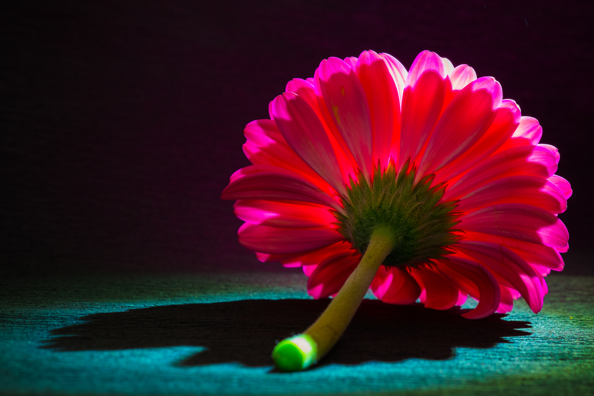 Fujifilm X-E1 + Fujifilm XF 60mm F2.4 R Macro sample photo. Pink gerbera photography