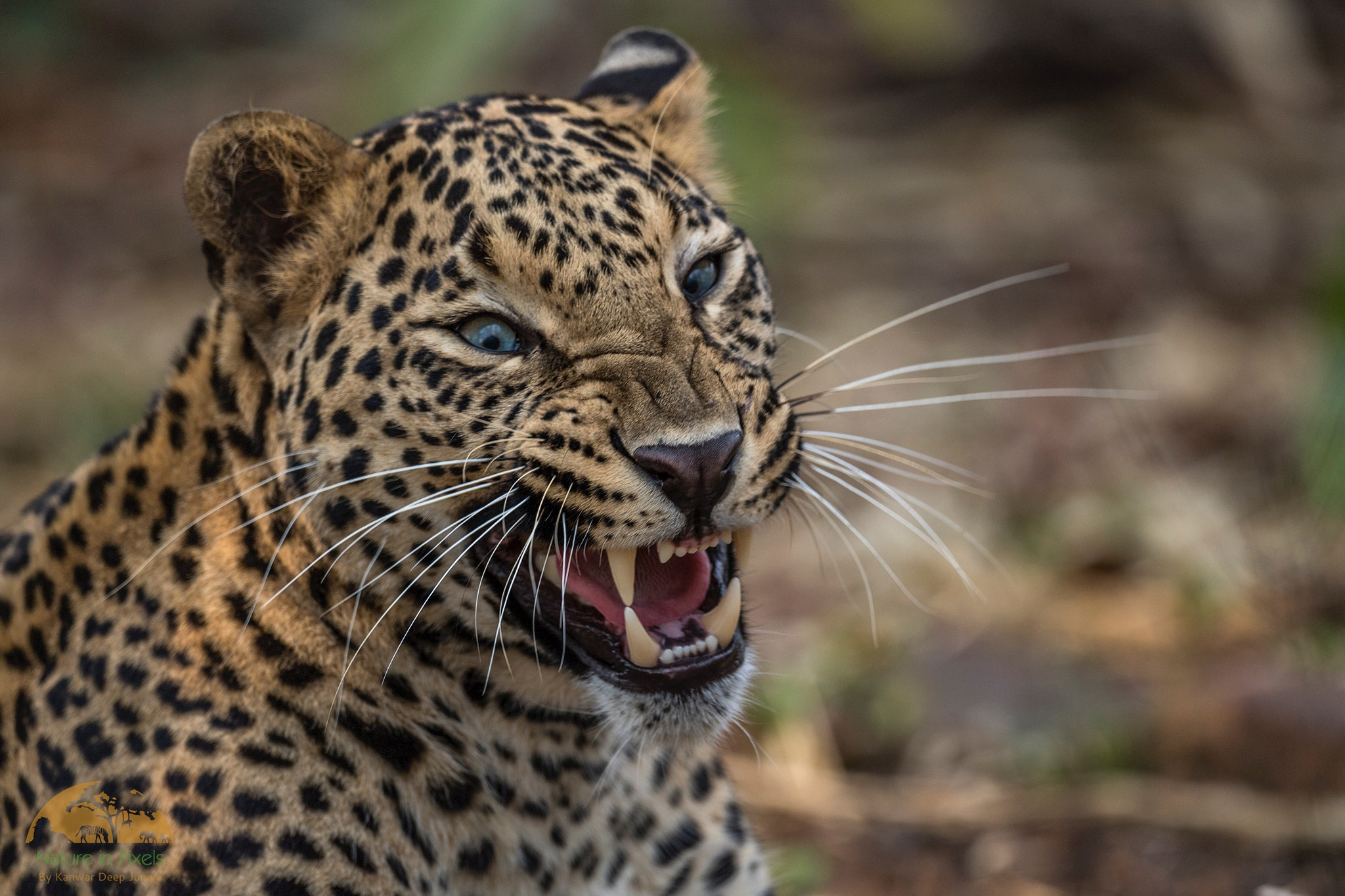 Sigma 24-60mm F2.8 EX DG sample photo. Cattitude!!! photography