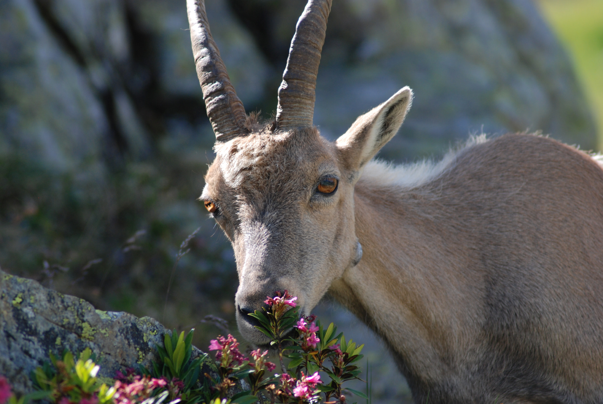 Nikon AF Nikkor 70-300mm F4-5.6G sample photo