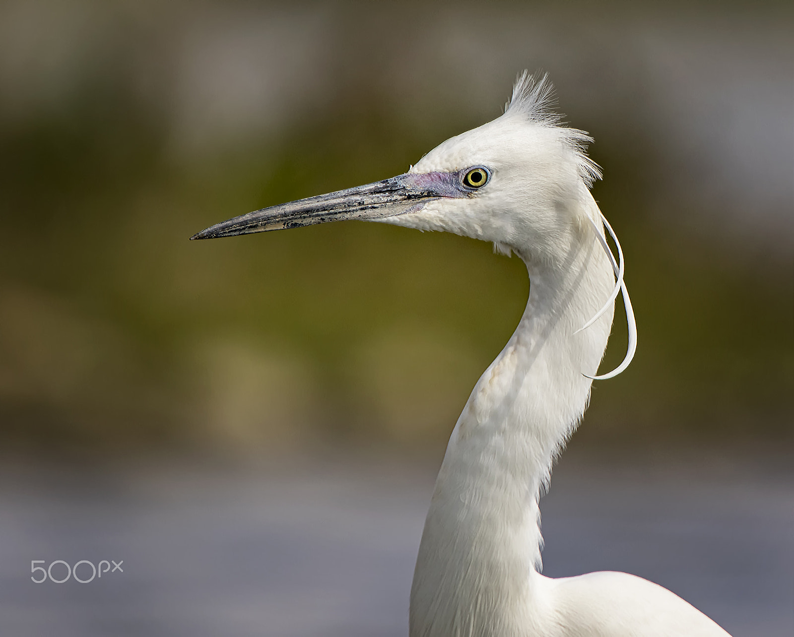 Canon EF 300mm F2.8L IS II USM sample photo. Vercelli bianco photography