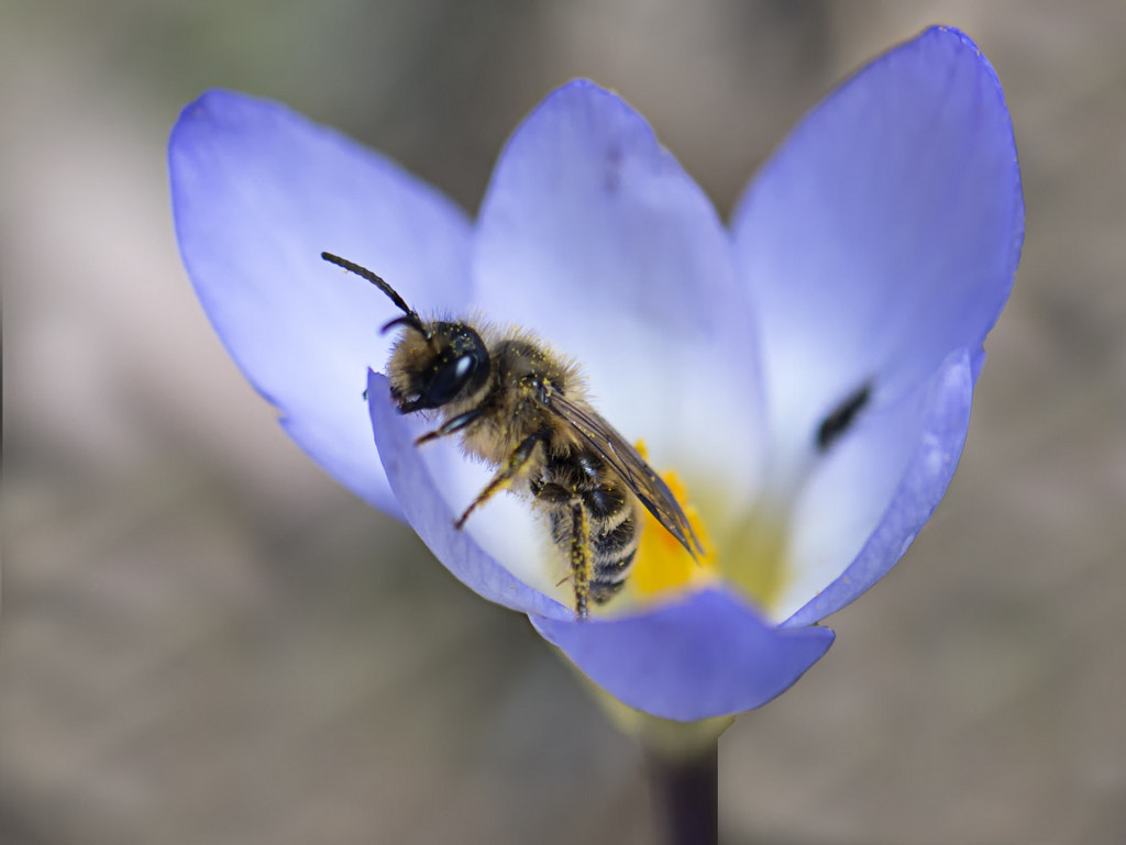 Samsung NX 60mm F2.8 Macro ED OIS SSA sample photo. .. photography