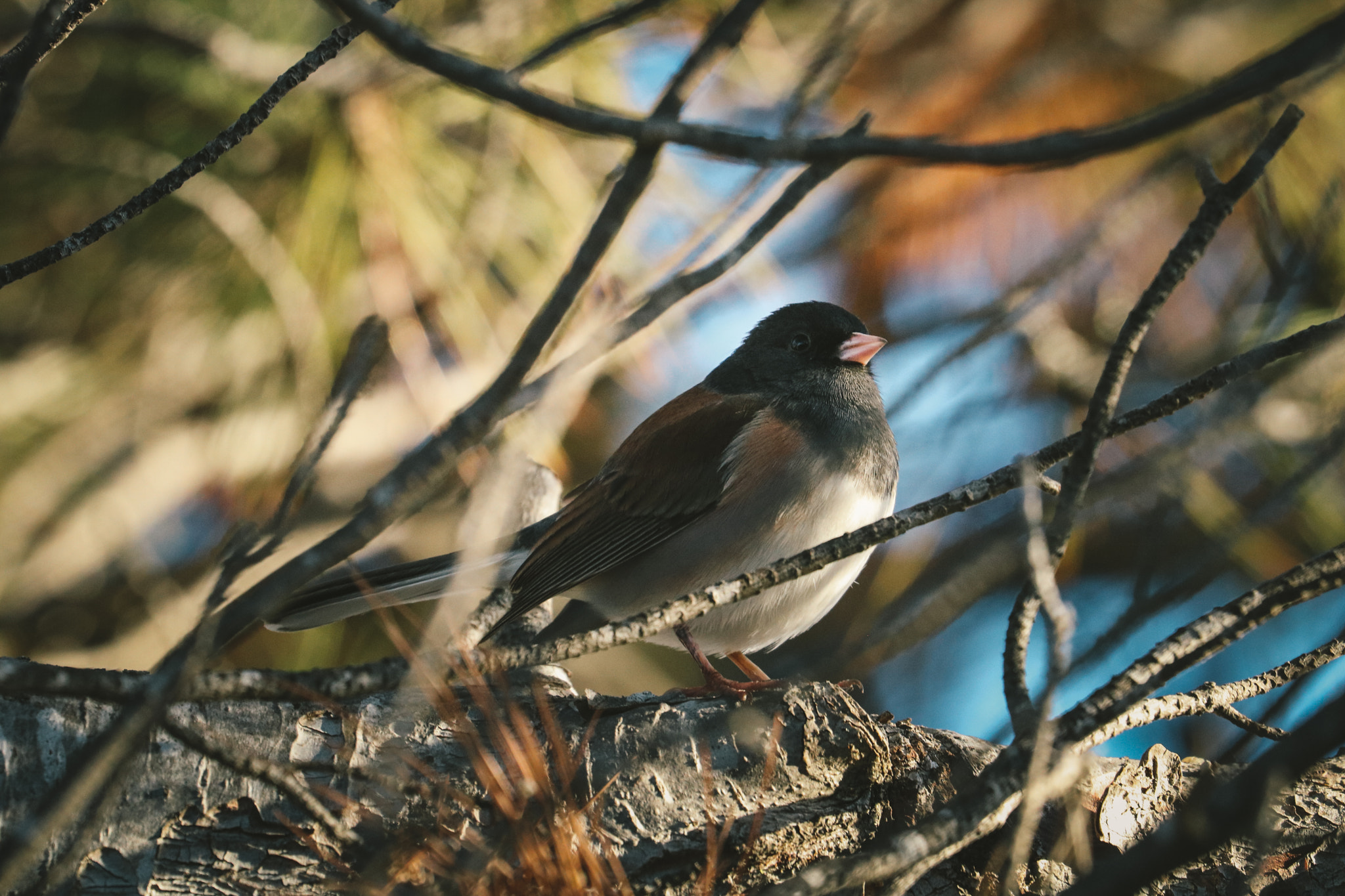 Canon EF 100-400mm F4.5-5.6L IS II USM sample photo. Dark-eyed junco photography