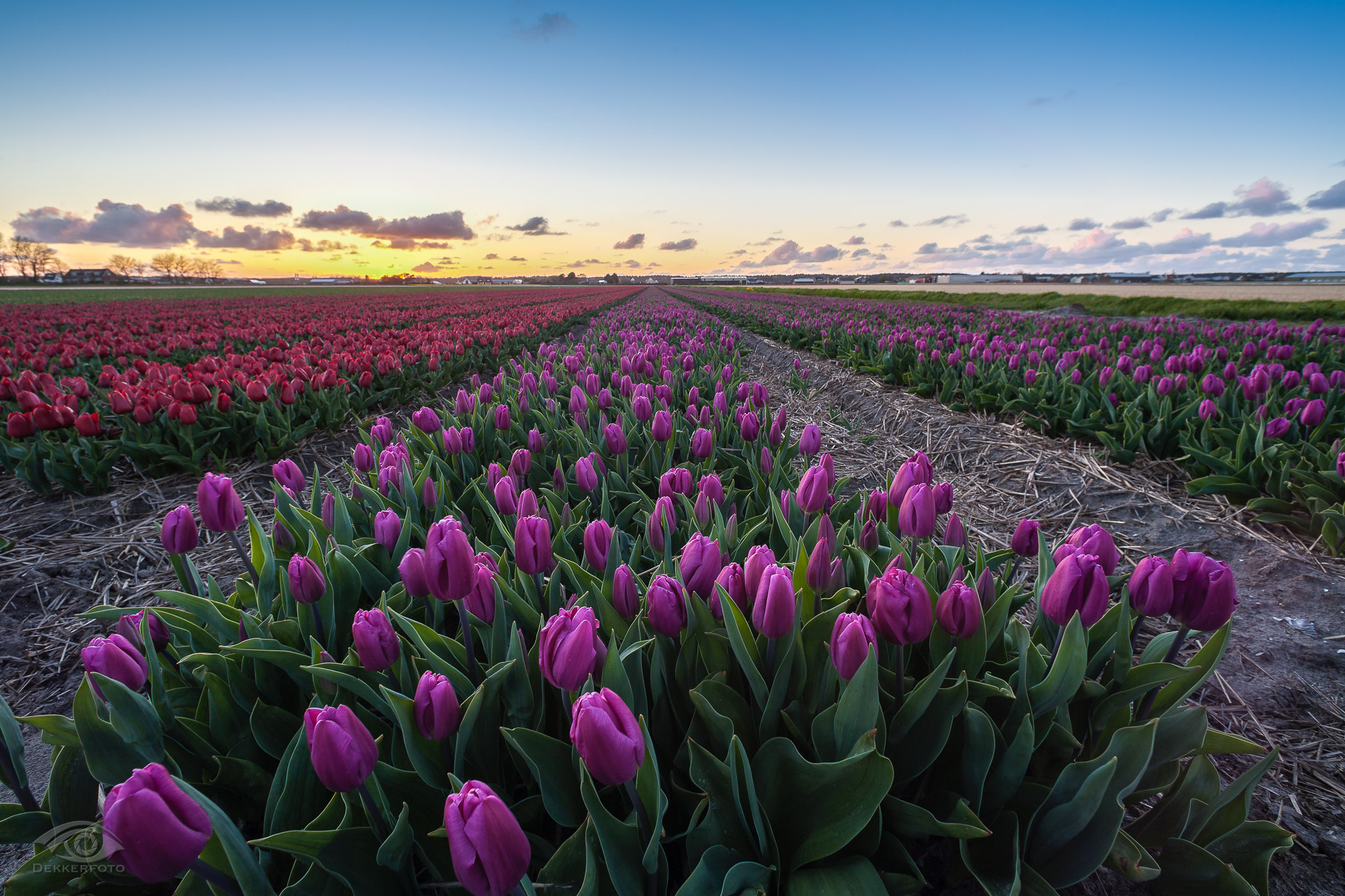 Canon EOS 5D Mark II + Canon EF 14mm F2.8L USM sample photo. Blooming tulips fields photography