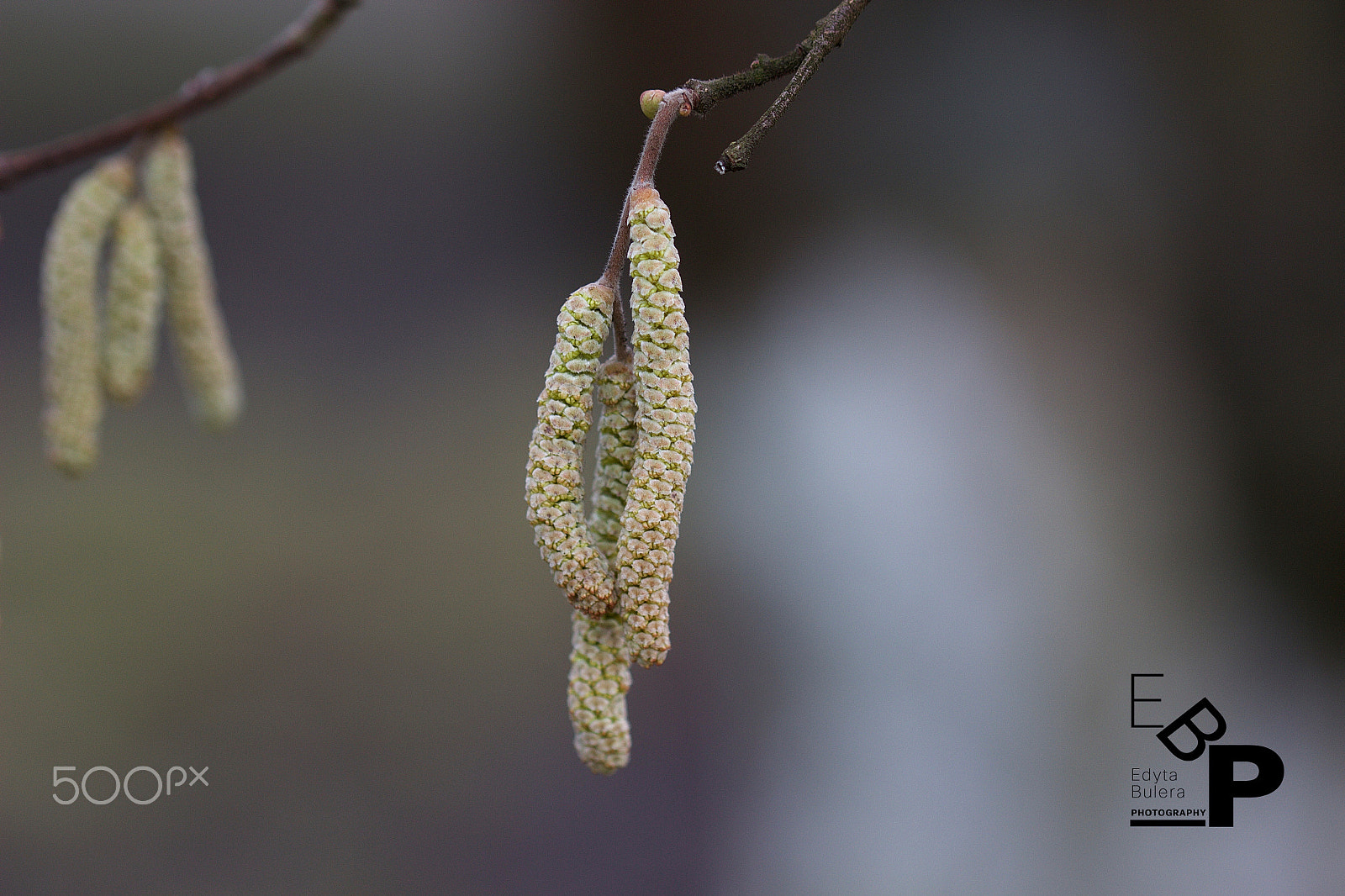 Canon EF 100mm F2.8L Macro IS USM sample photo. Macro by edyta. photography
