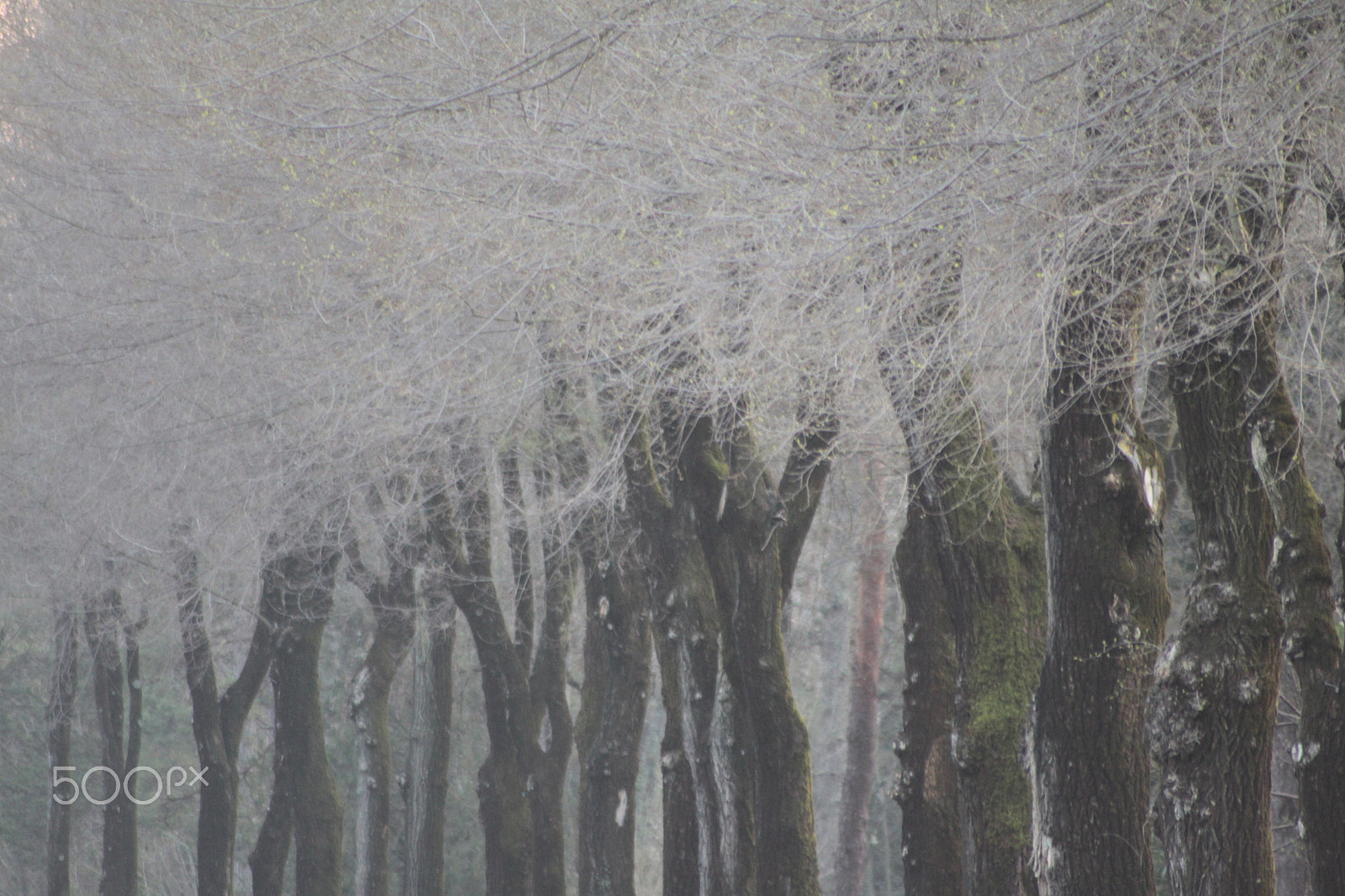 Sigma 70-300mm F4-5.6 APO DG Macro sample photo. Tree-lined street photography