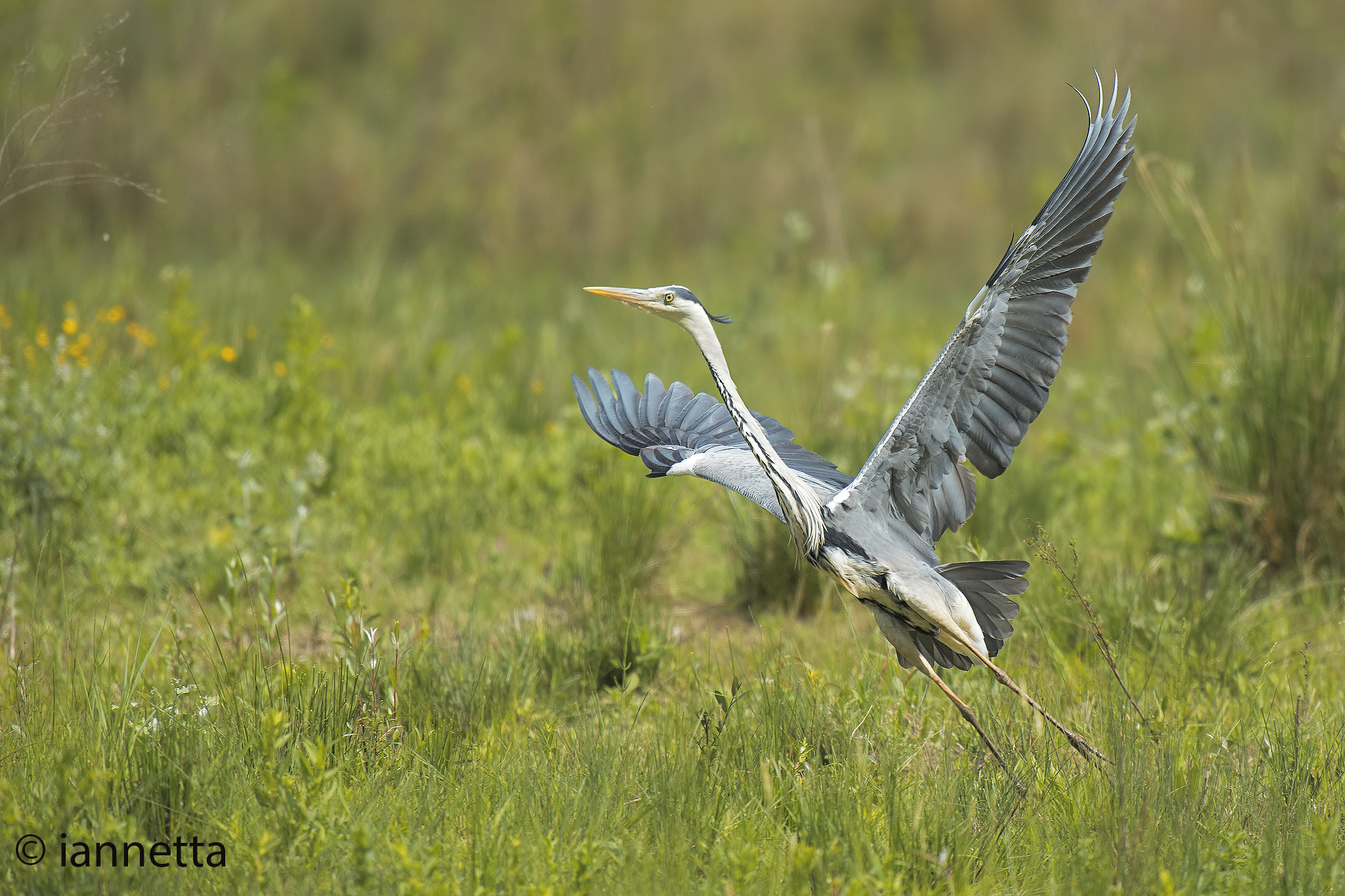 Nikon AF-S Nikkor 400mm F2.8G ED VR II sample photo. Airone cenerino photography