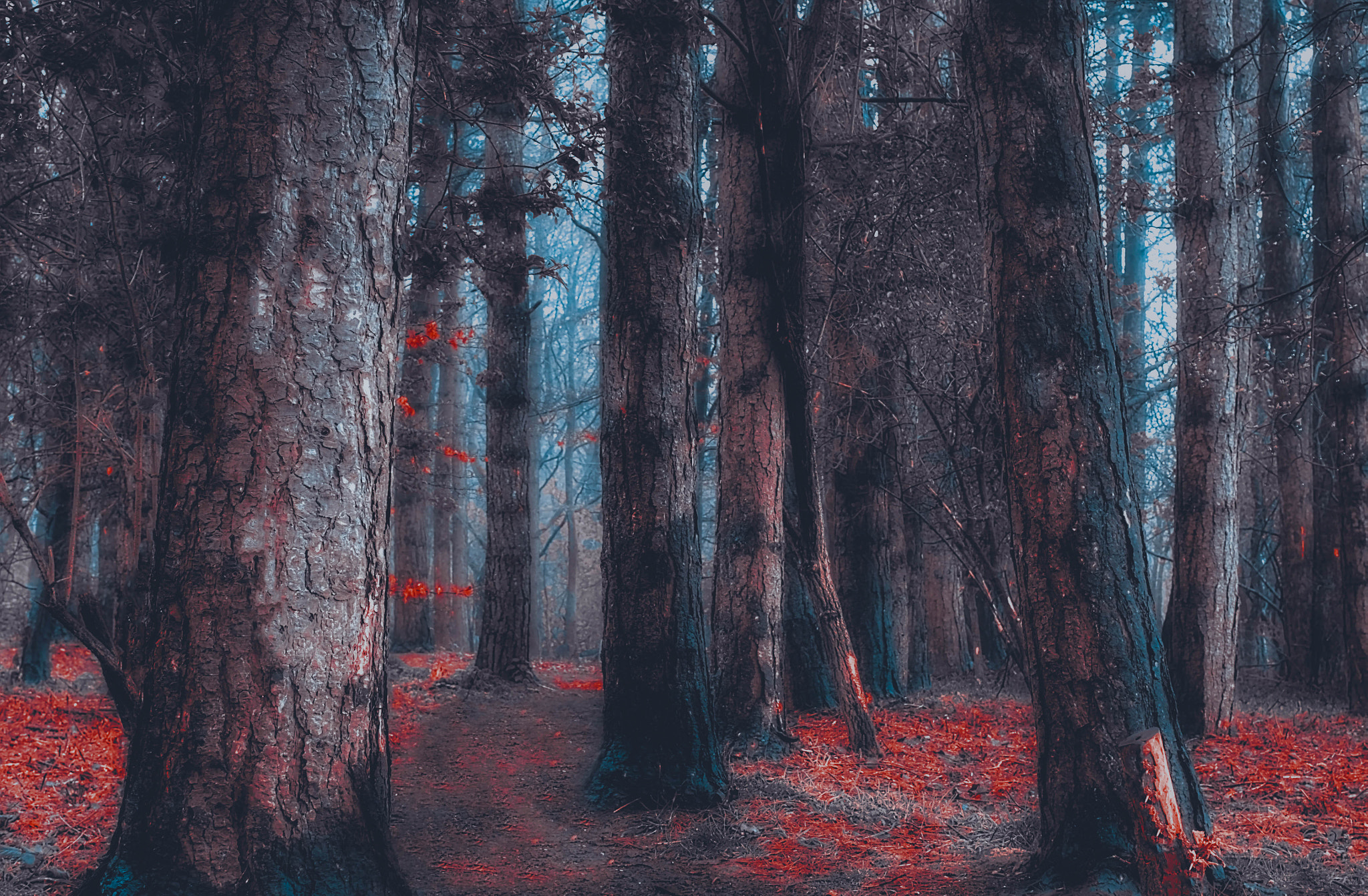 Panasonic Lumix DMC-GF6 + Sigma 30mm F2.8 DN Art sample photo. Enchanted forest photography