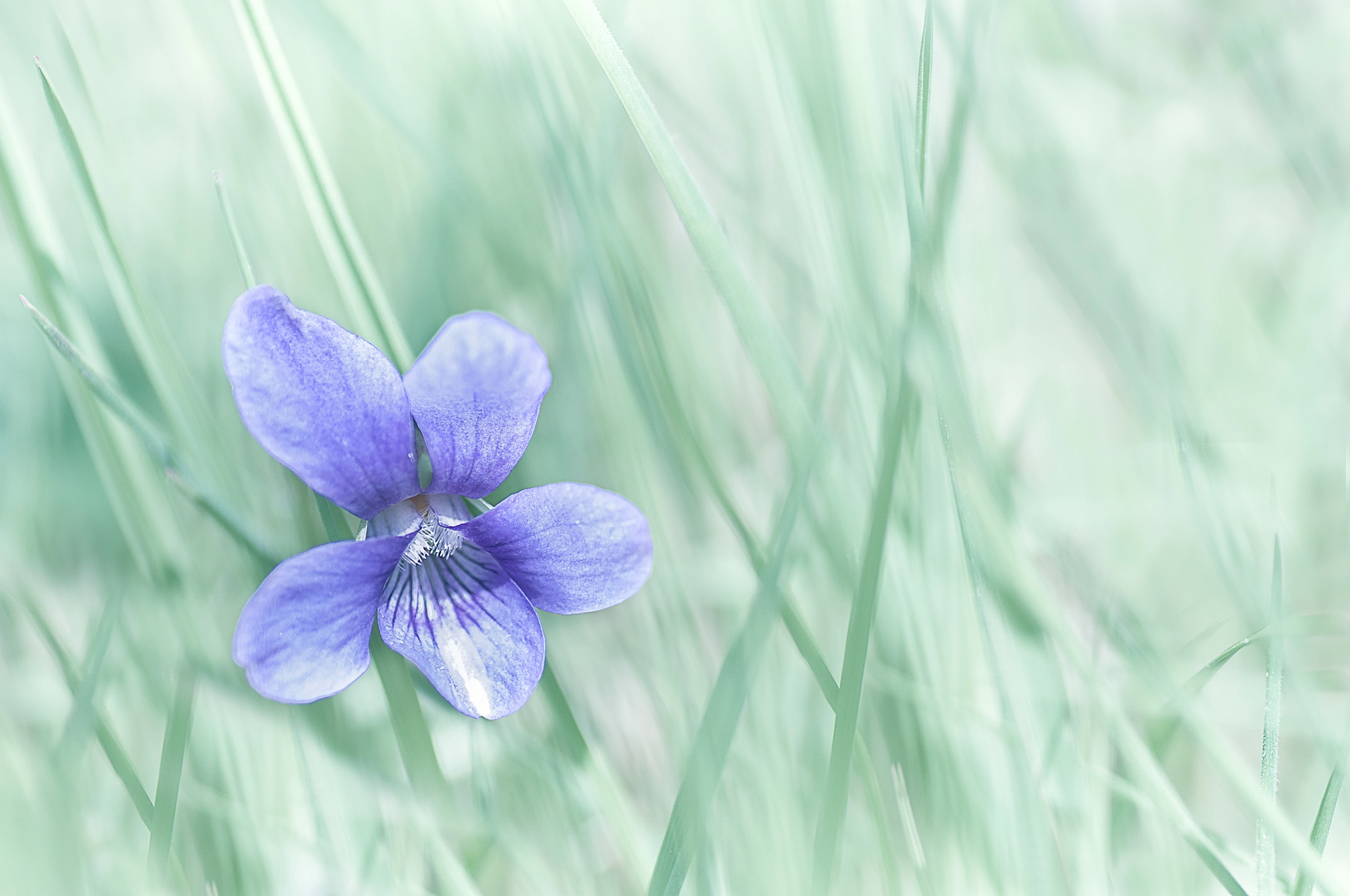 Nikon D300S sample photo. Violette sauvage photography
