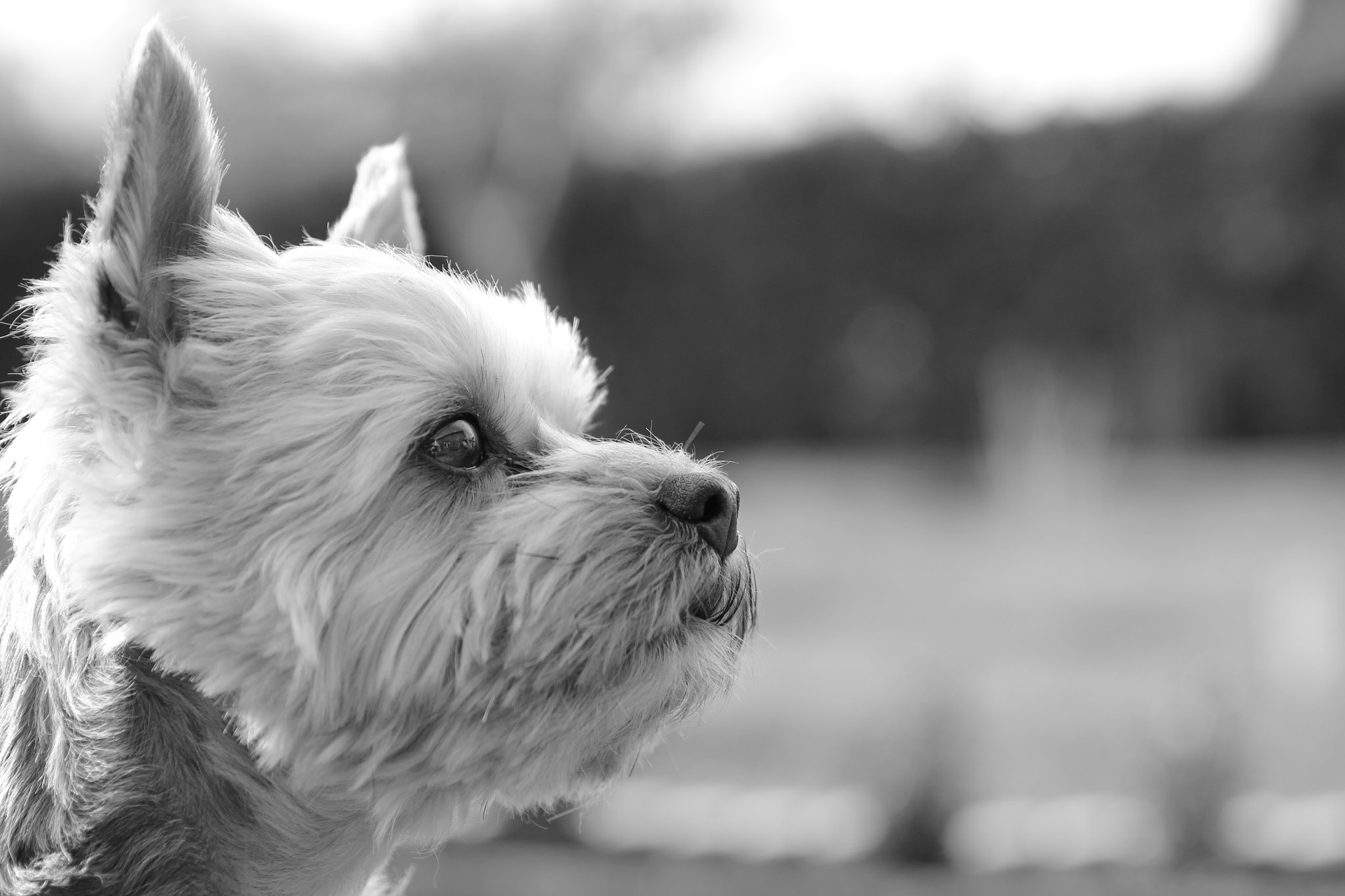 Canon EF 24-70mm F2.8L II USM sample photo
