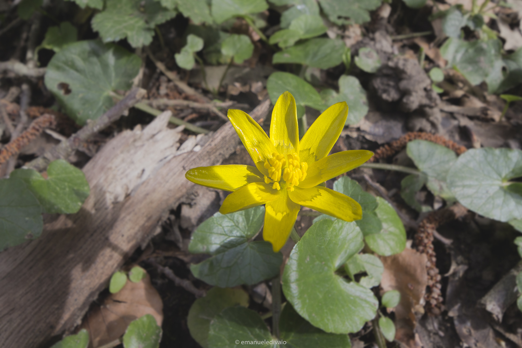 Canon EF-S 10-18mm F4.5–5.6 IS STM sample photo. Flowers, waterfall, nature photography