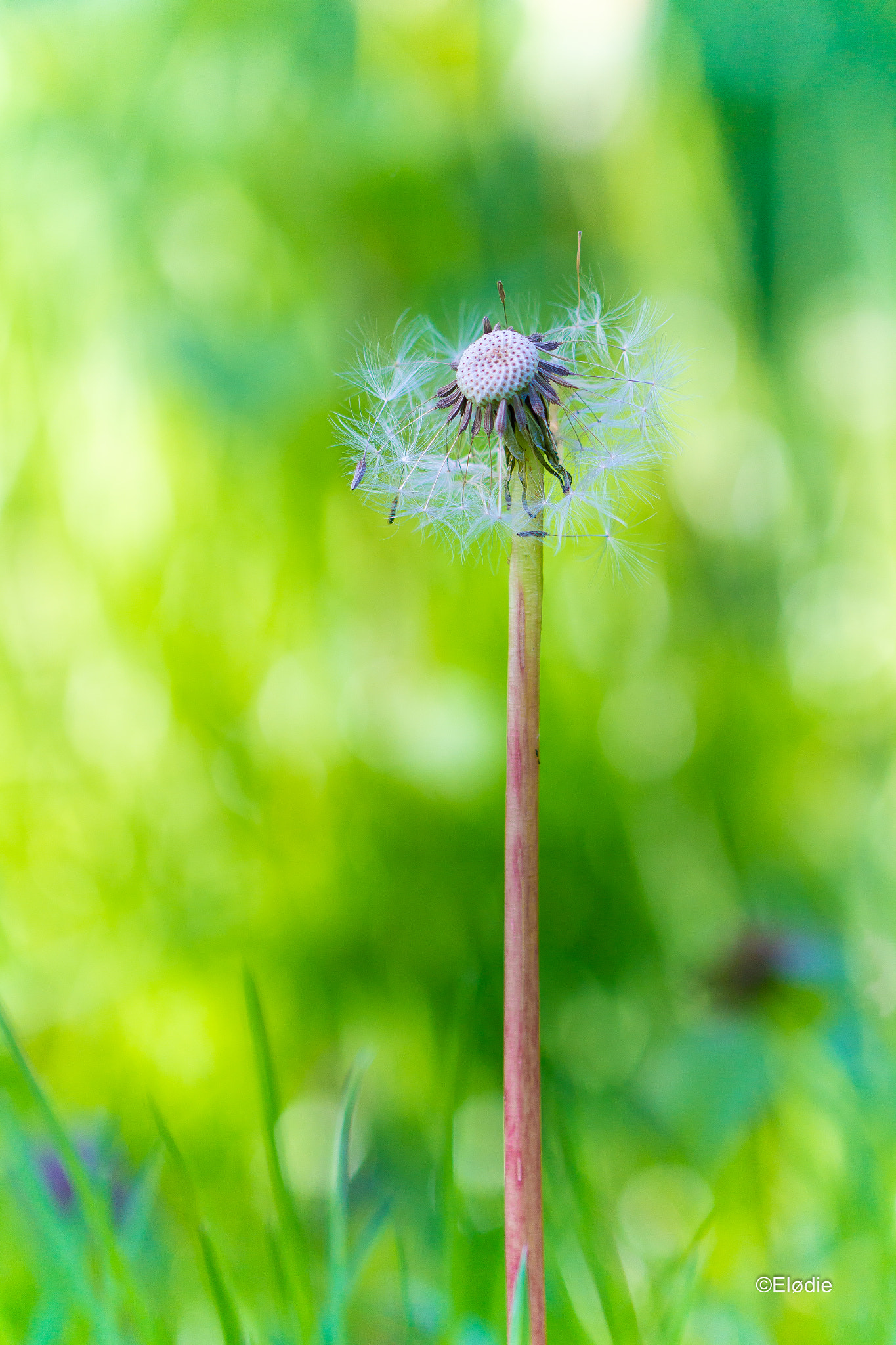 Canon EOS 100D (EOS Rebel SL1 / EOS Kiss X7) + Canon EF 100mm F2.8L Macro IS USM sample photo. Solitaire photography
