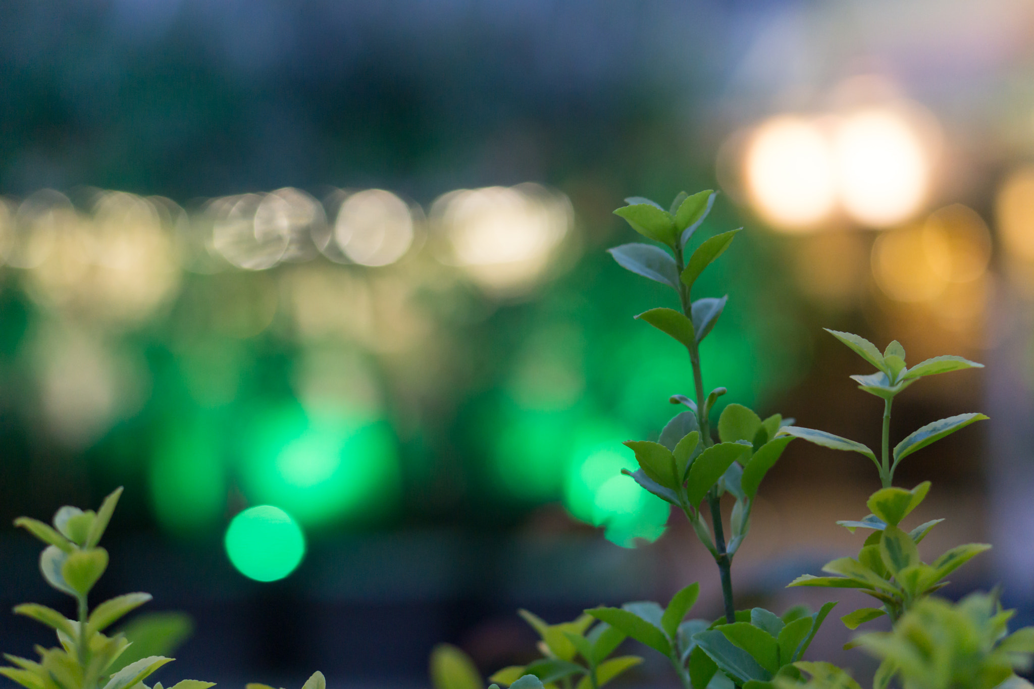 Sony a5100 + E 50mm F1.8 OSS sample photo. Green photography