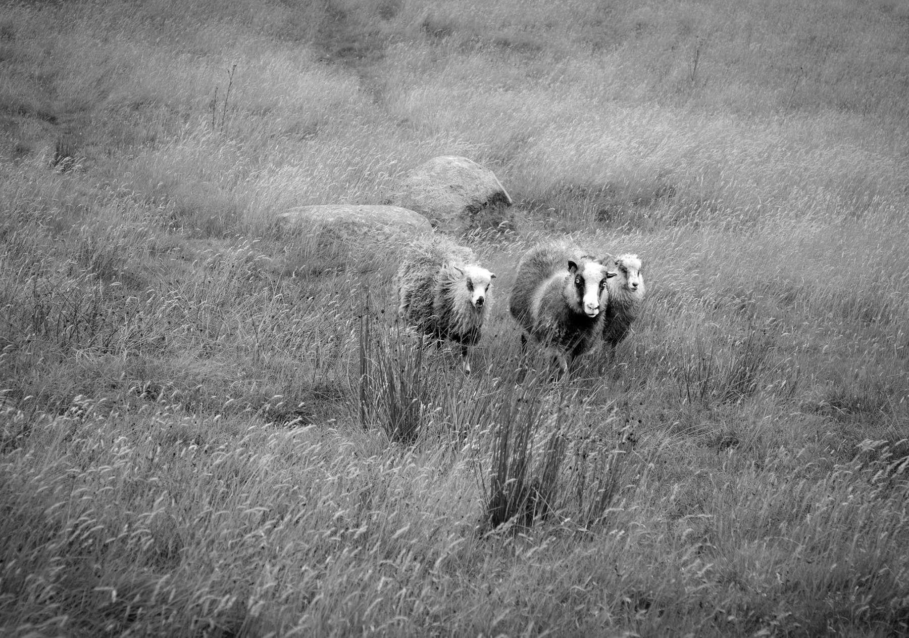 Nikon AF-S Micro-Nikkor 60mm F2.8G ED sample photo. Sheep. photography