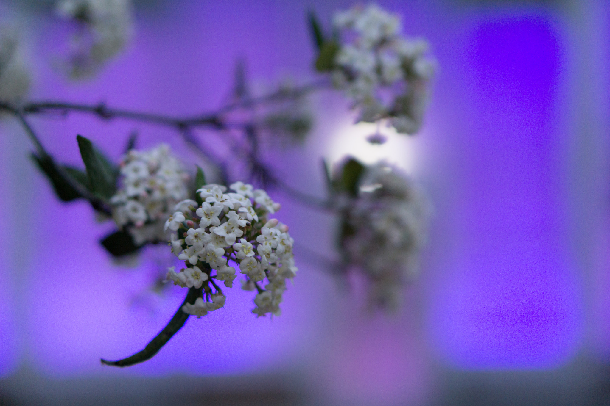 Sony a5100 + E 50mm F1.8 OSS sample photo. Purple photography