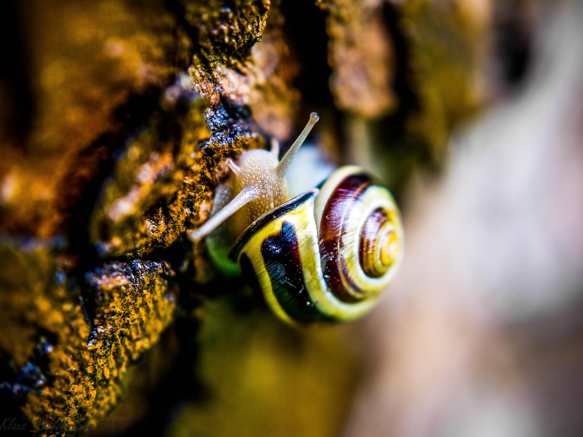 Panasonic Lumix DMC-G2 + Panasonic Lumix G 20mm F1.7 ASPH sample photo. The snail photography
