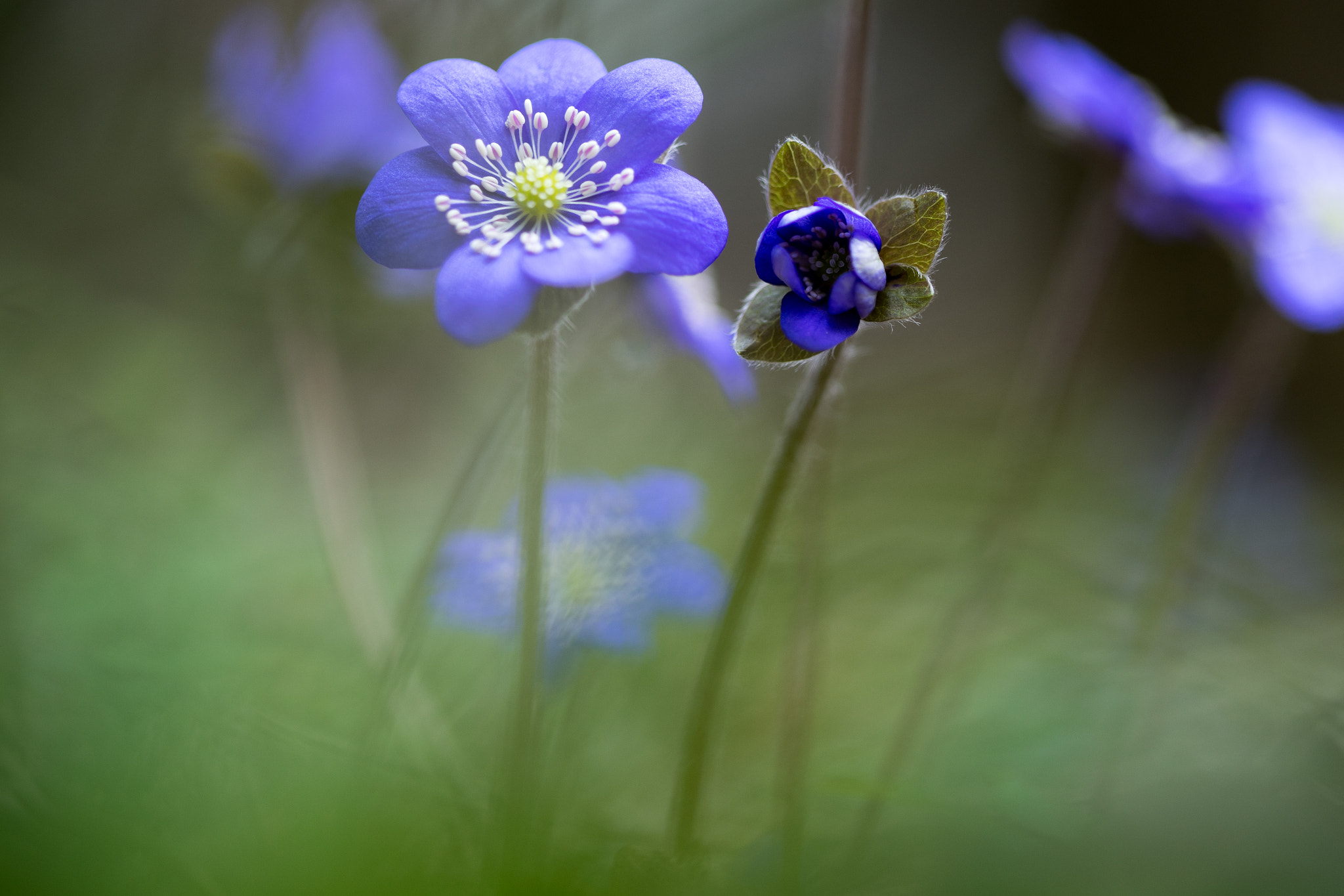 Sony a7 + Canon EF 100mm F2.8 Macro USM sample photo. Spring flower photography