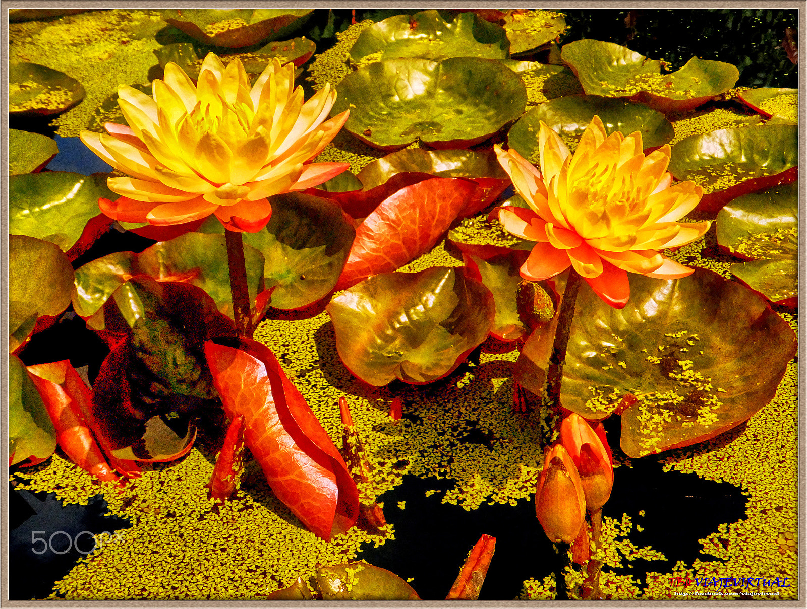 Fujifilm FinePix F850EXR sample photo. Waterlilies. photography