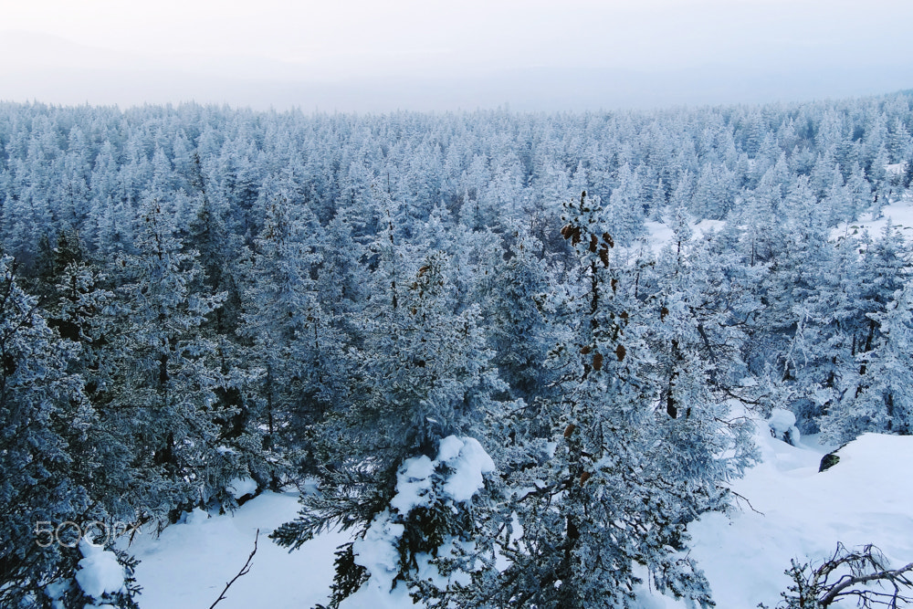 Sony DSC-HX20 sample photo. Snowy trees in winter forest photography