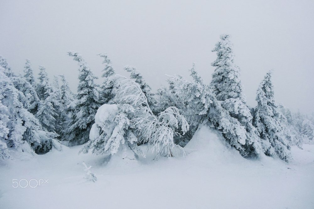 Sony DSC-HX20 sample photo. Snowy trees in winter forest photography