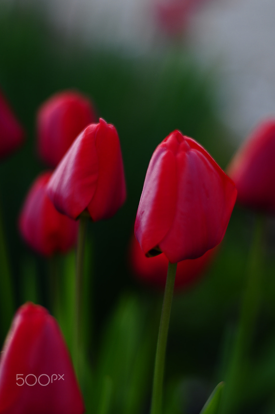 Manual Lens No CPU sample photo. Tulip2016 photography