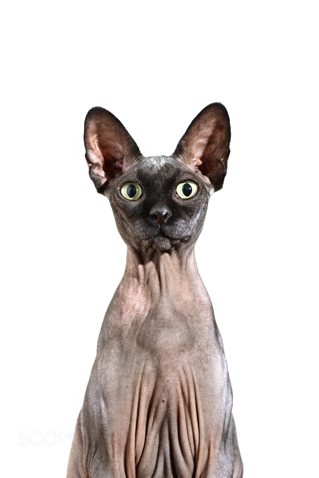 Nikon D810 + Nikon AF Nikkor 105mm F2D DC sample photo. Close up of a curious sphynx hairless cat photography