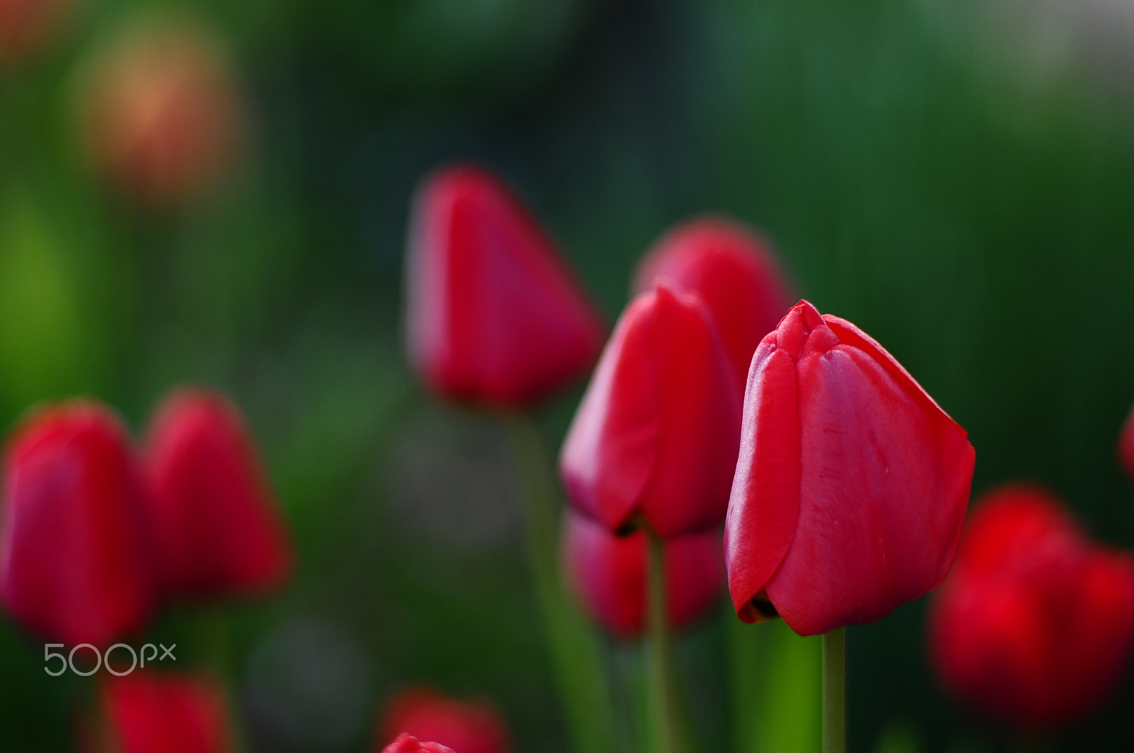 Manual Lens No CPU sample photo. Tulips2016 photography