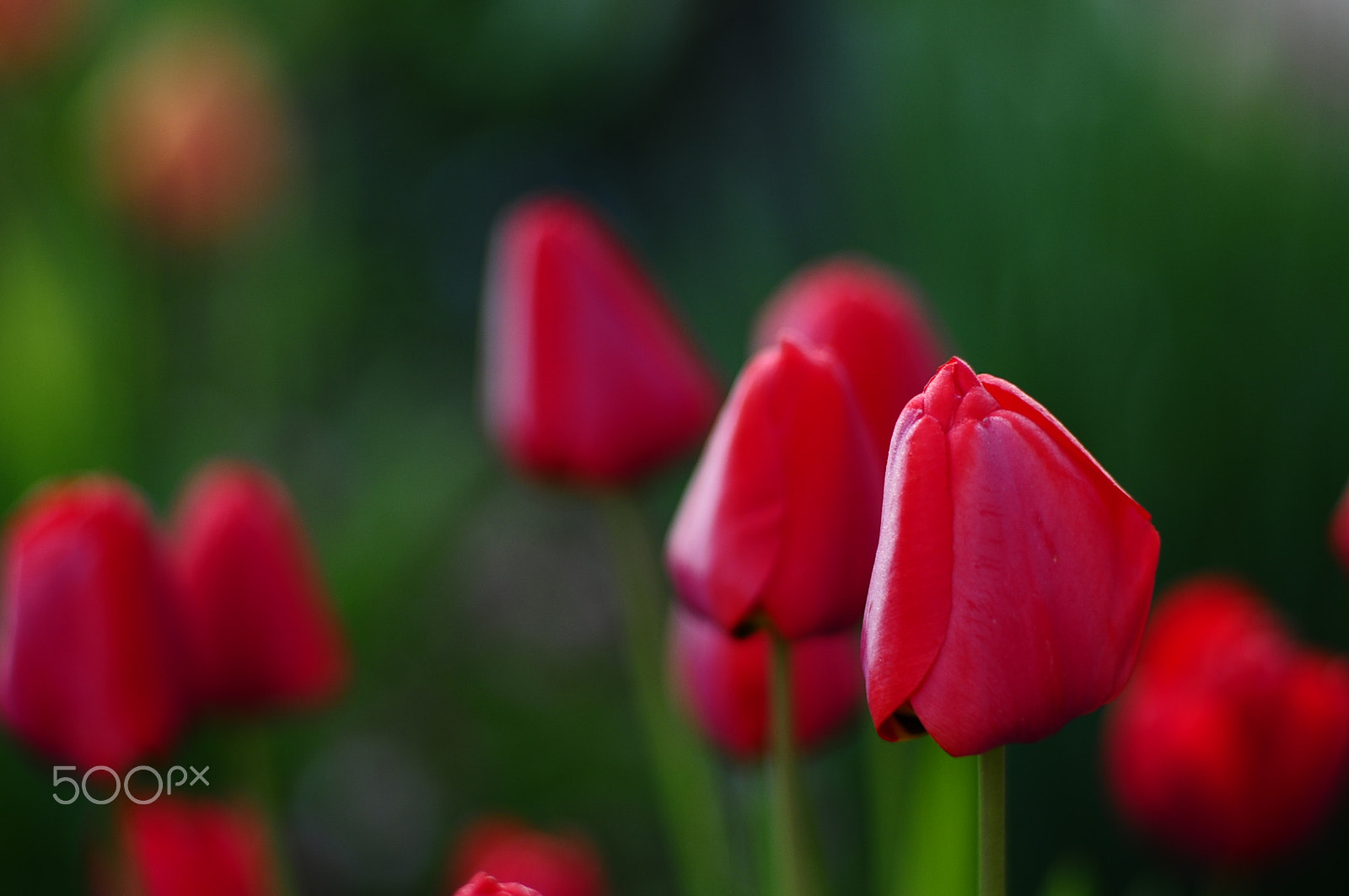 Nikon D300S + Manual Lens No CPU sample photo. Tulips2016 photography