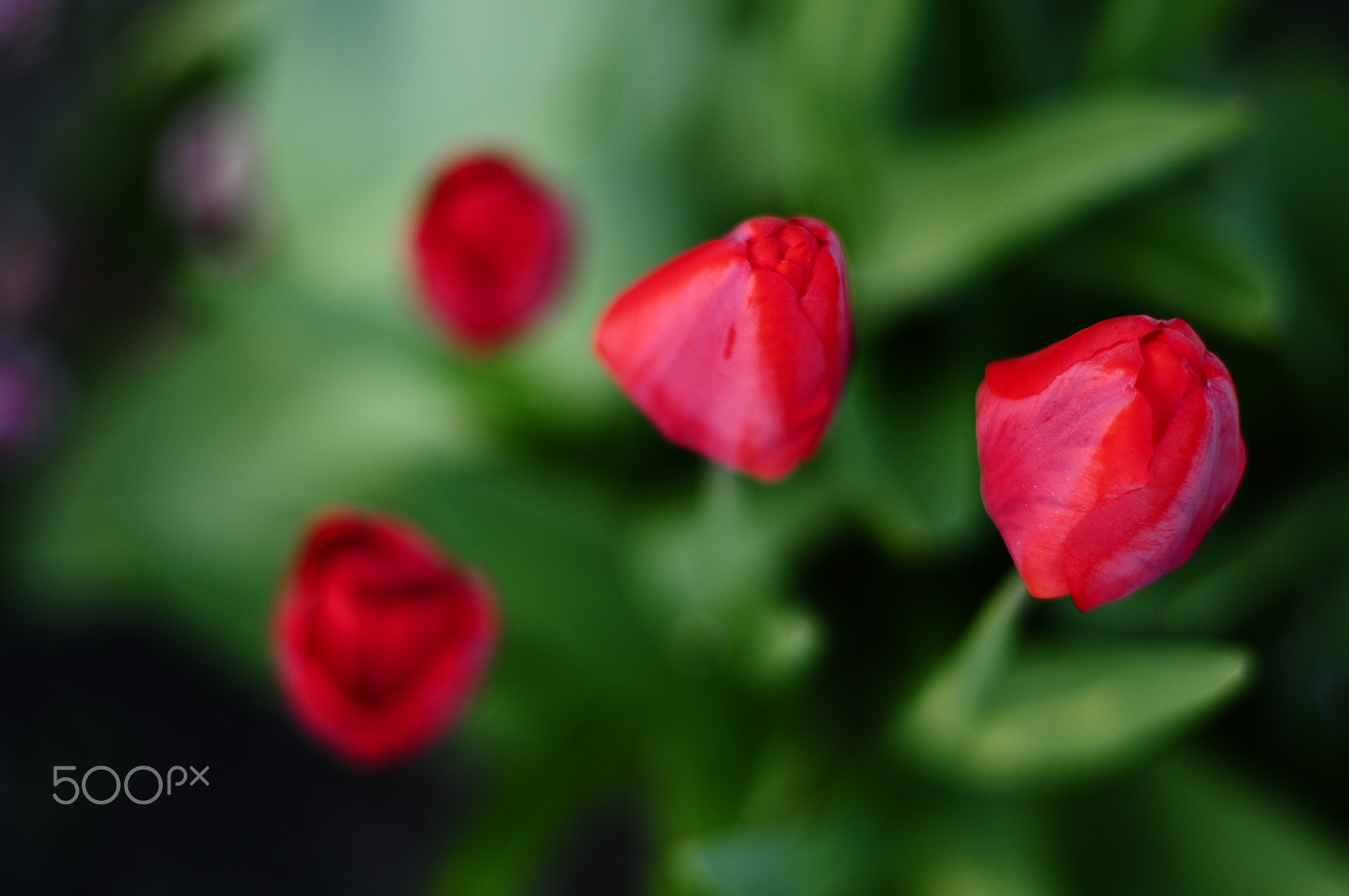 Nikon D300S + Manual Lens No CPU sample photo. Tulips2016 photography