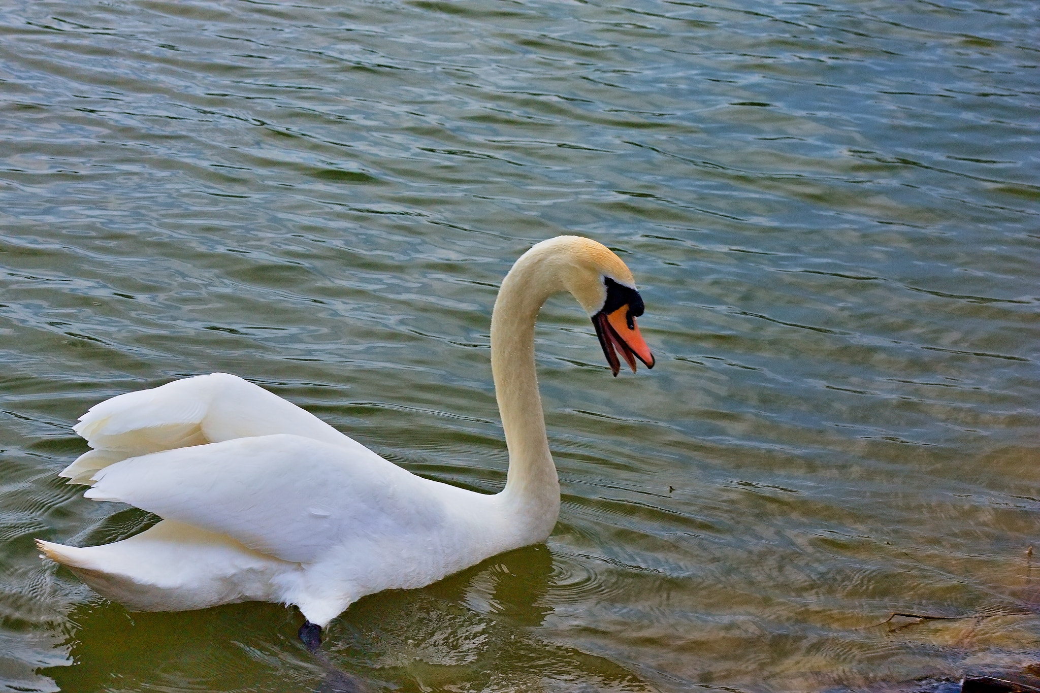 Canon EOS 450D (EOS Rebel XSi / EOS Kiss X2) + 75.00 - 300.00 mm sample photo. Angry swan male photography
