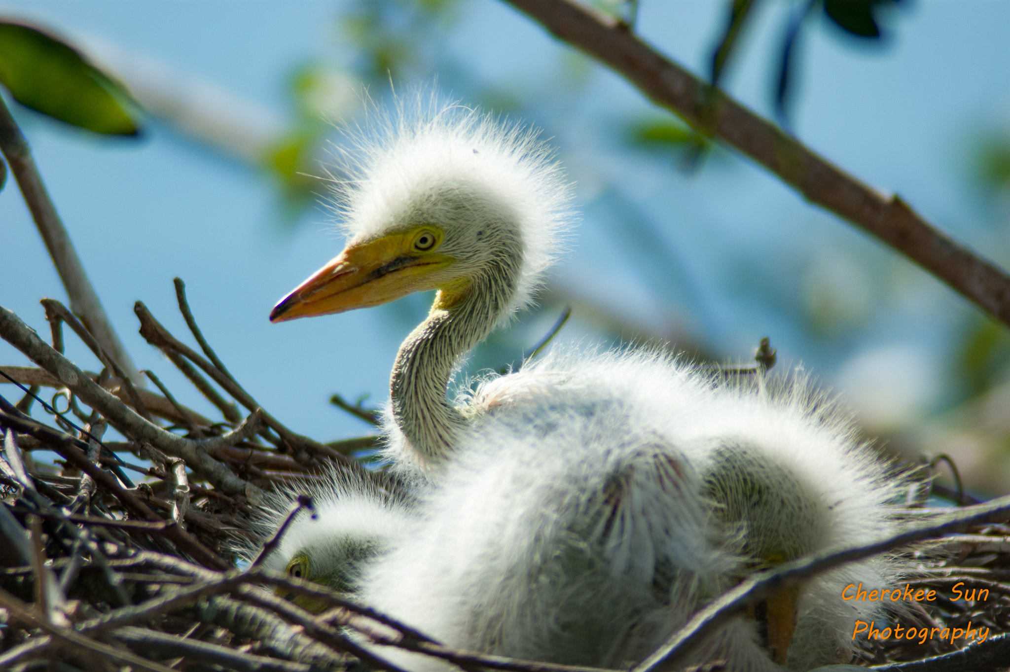 Sony Alpha DSLR-A390 sample photo. Baby egrets in the nest photography