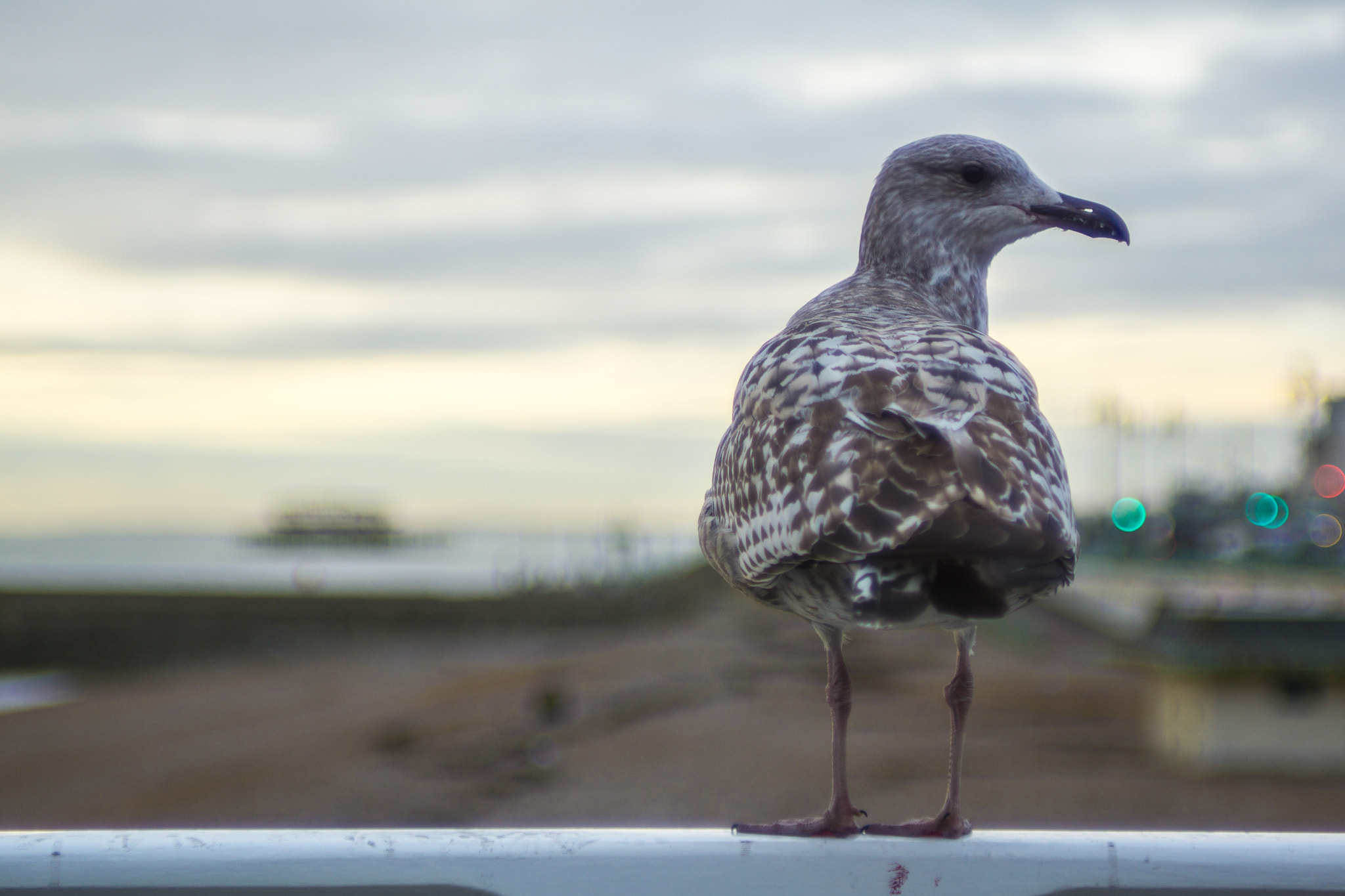 Minolta AF 28-85mm F3.5-4.5 New sample photo. Seagull photography