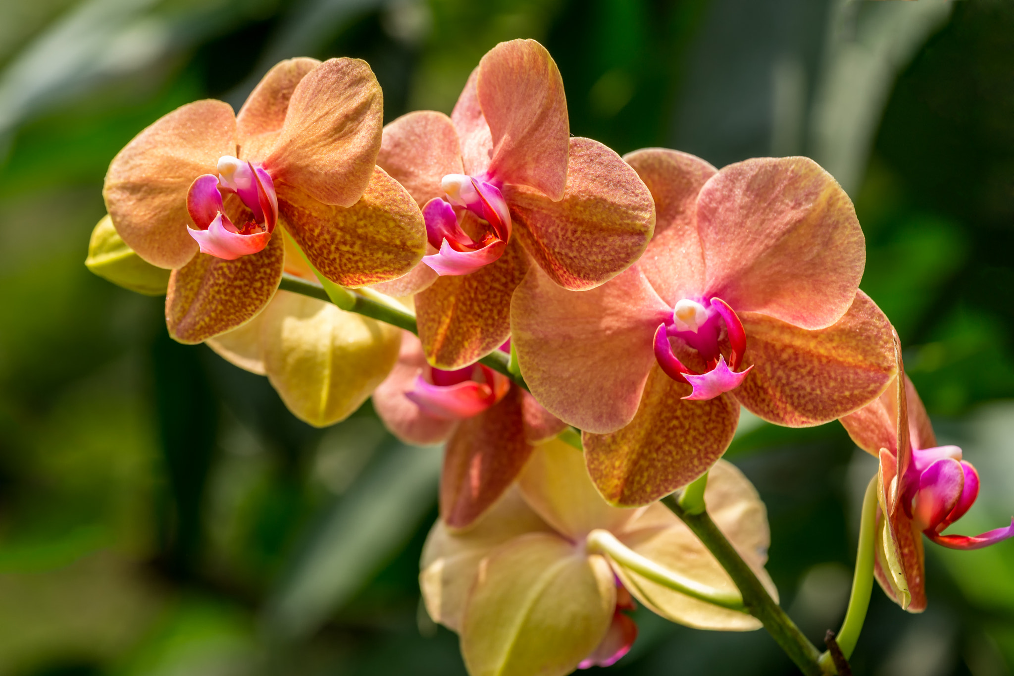 Tamron AF 18-250mm F3.5-6.3 Di II LD Aspherical (IF) Macro sample photo. Orchids photography