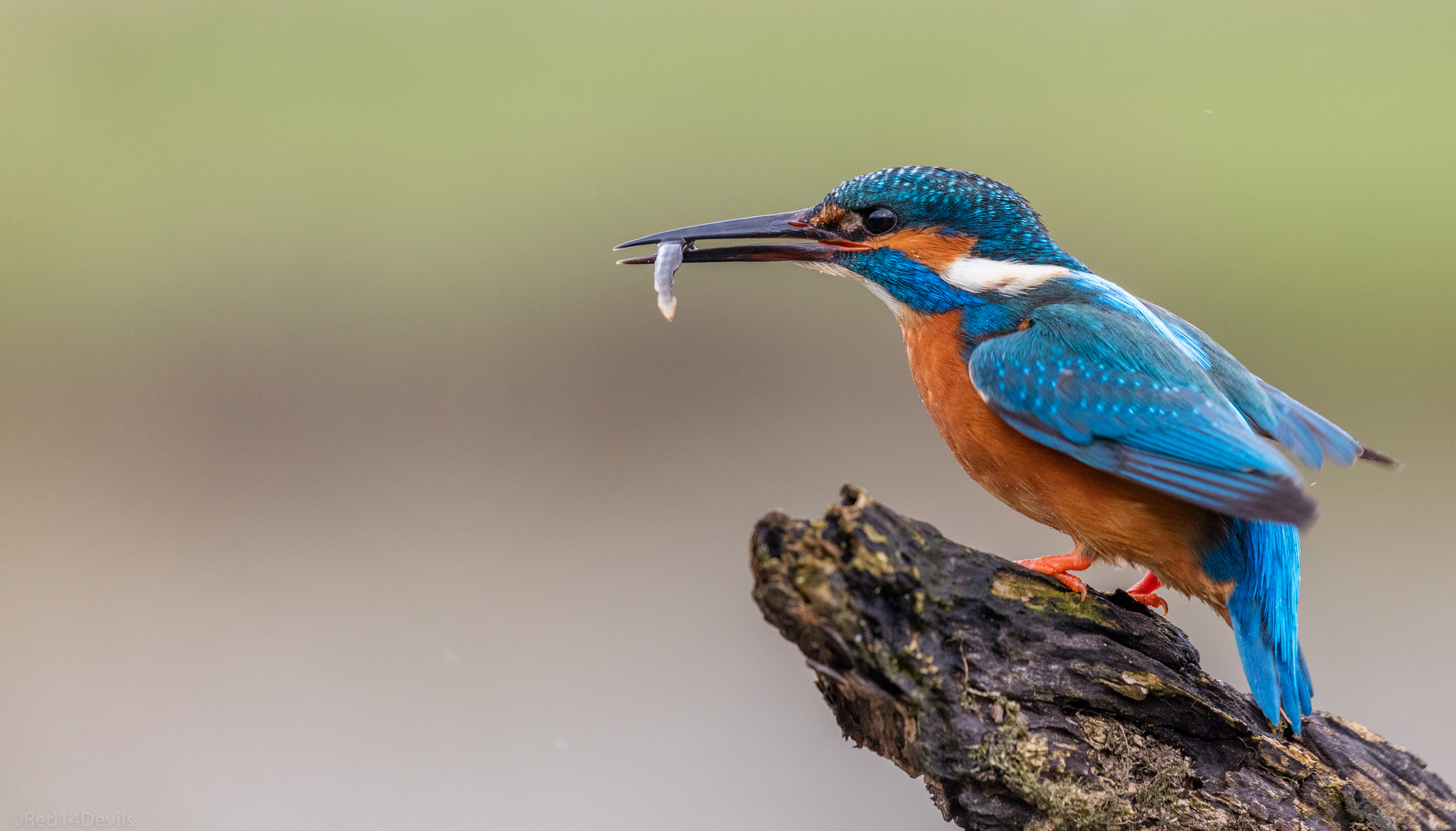 Canon EF 100-400mm F4.5-5.6L IS II USM sample photo. Common kingfisher photography
