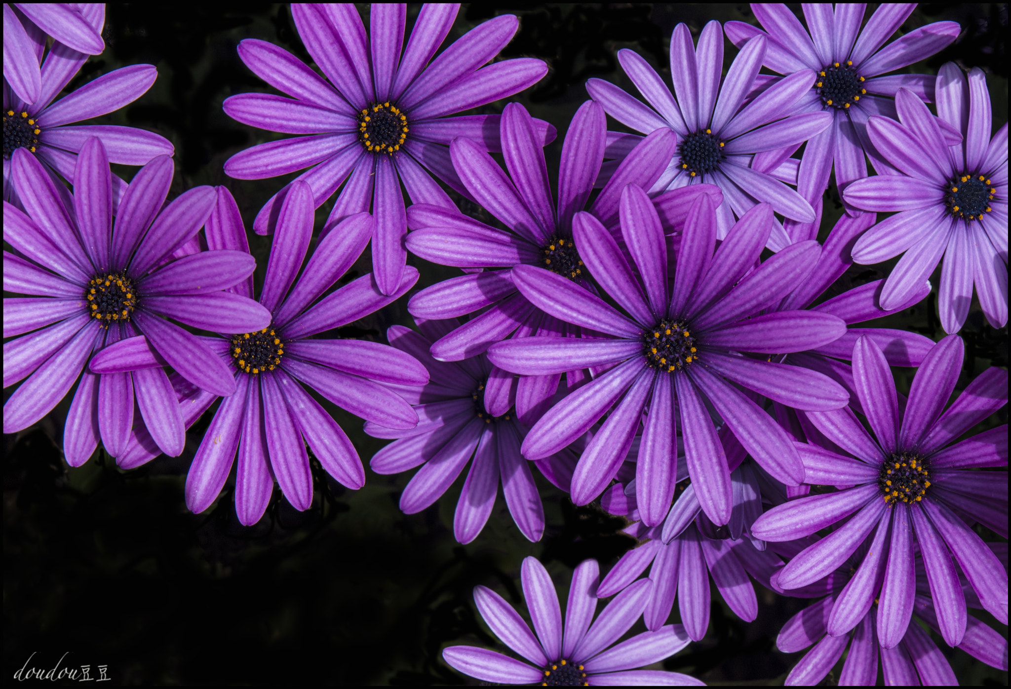 Nikon D80 + AF Zoom-Nikkor 28-200mm f/3.5-5.6G IF-ED sample photo. Purple flower photography