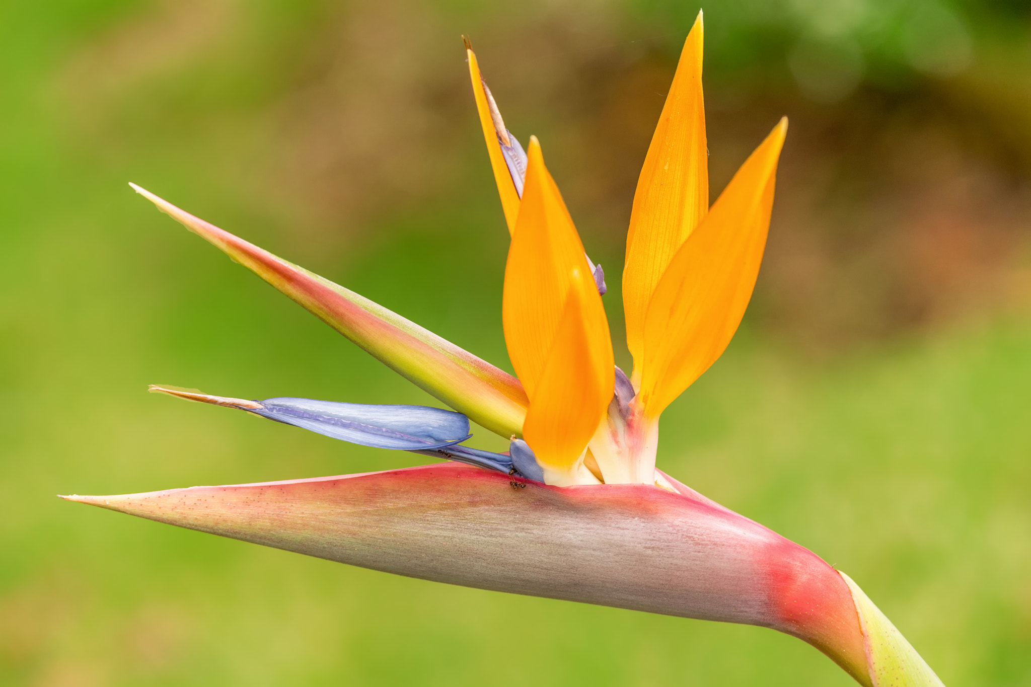 Sony SLT-A99V sample photo. Bird of paradise photography