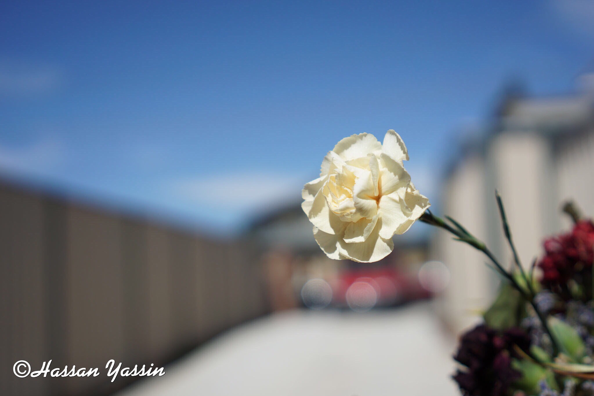 Sony a6000 + Sony Sonnar T* FE 35mm F2.8 ZA sample photo. Home flower photography
