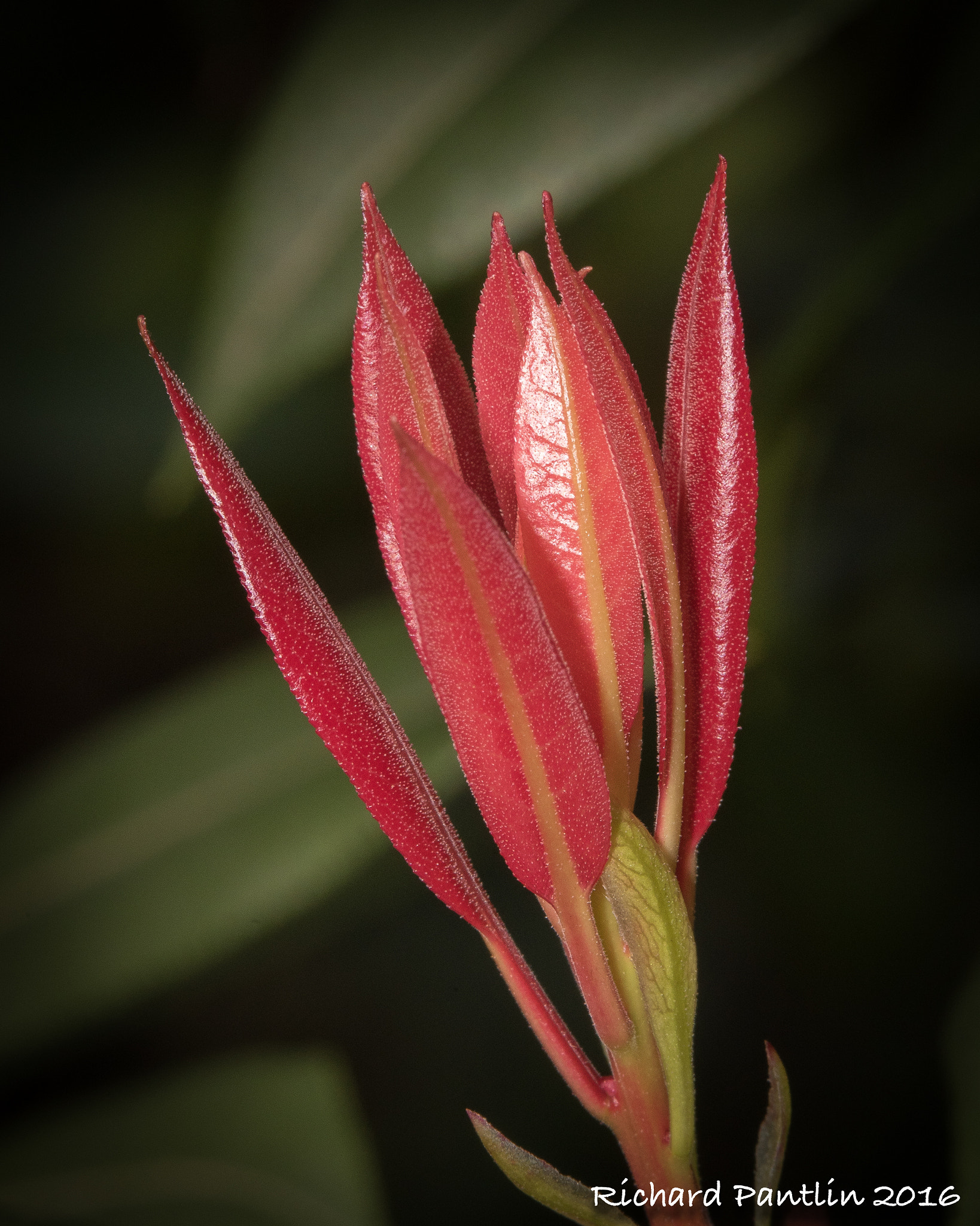 Nikon D750 + Nikon AF Micro-Nikkor 200mm F4D ED-IF sample photo. _rjp8091-10.jpg photography