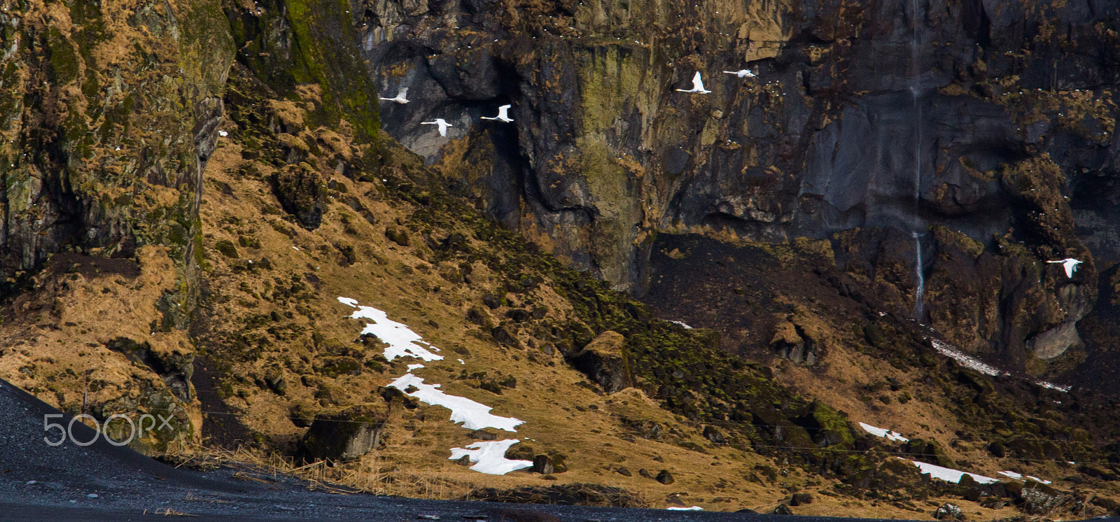 Canon EF-S 17-85mm F4-5.6 IS USM sample photo. Flying swans photography