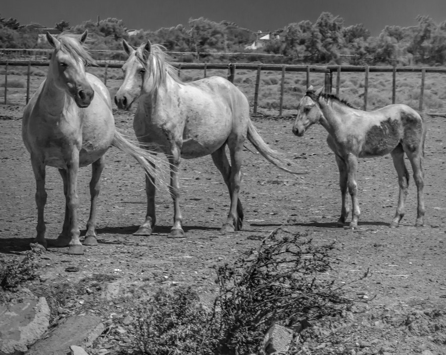 Panasonic Lumix DMC-GH3 sample photo. Camargue horses photography