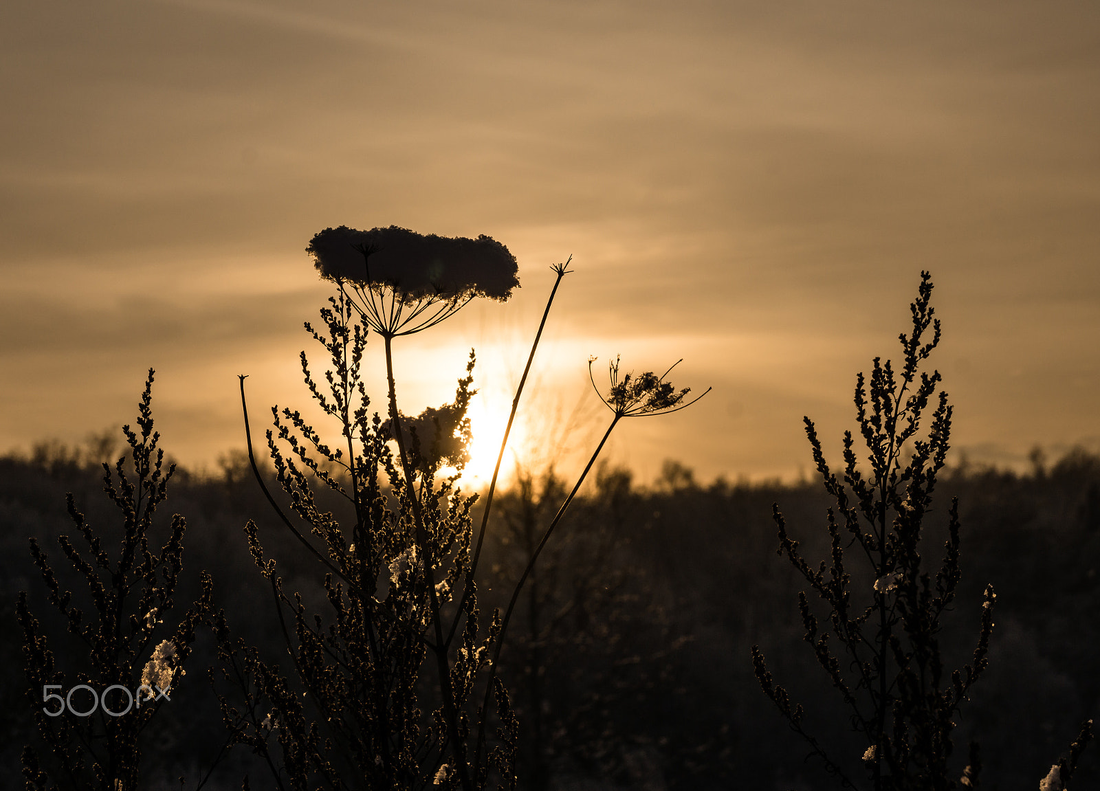 Sony SLT-A65 (SLT-A65V) sample photo. Winter flower photography