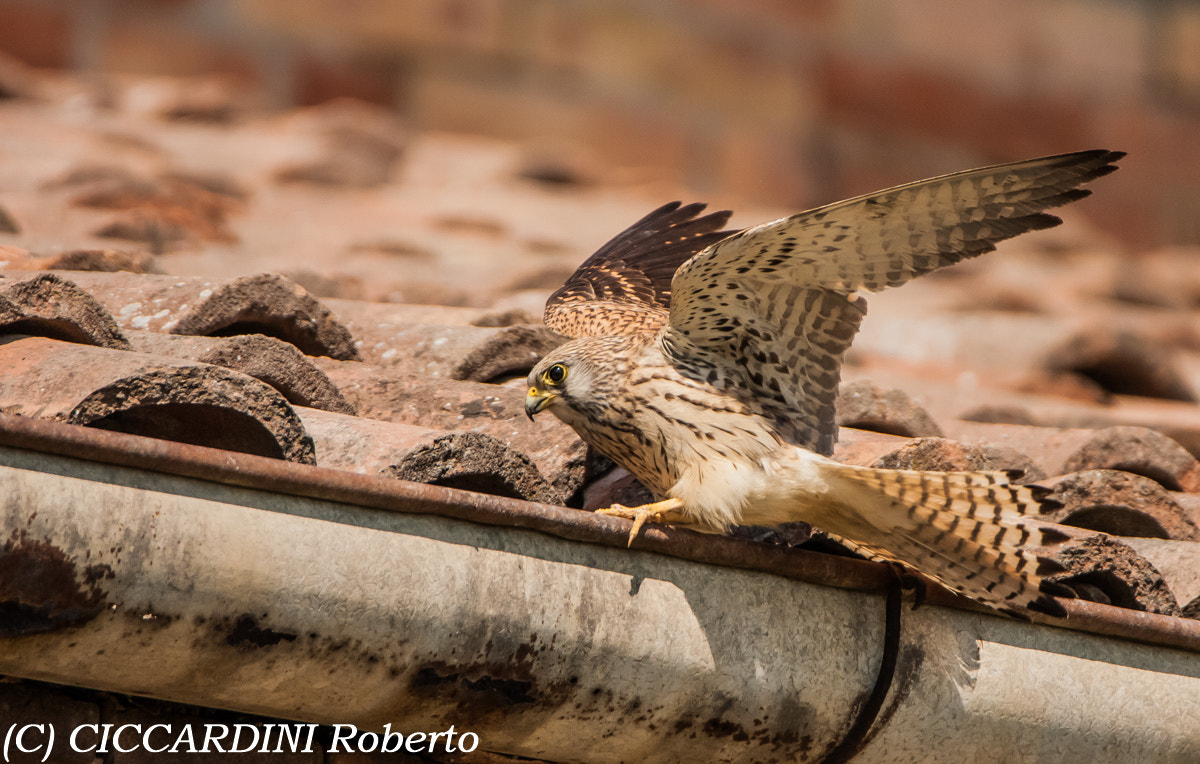 Tamron SP 150-600mm F5-6.3 Di VC USD sample photo. Falco grillaio photography