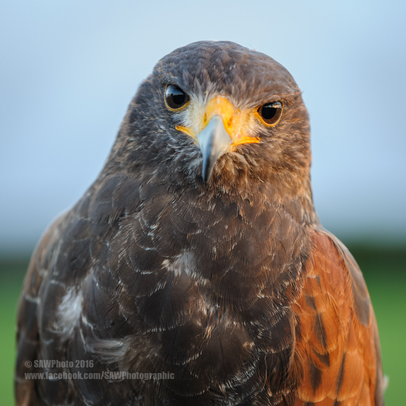 Nikon AF-S Nikkor 70-200mm F4G ED VR sample photo. You looking at me? photography