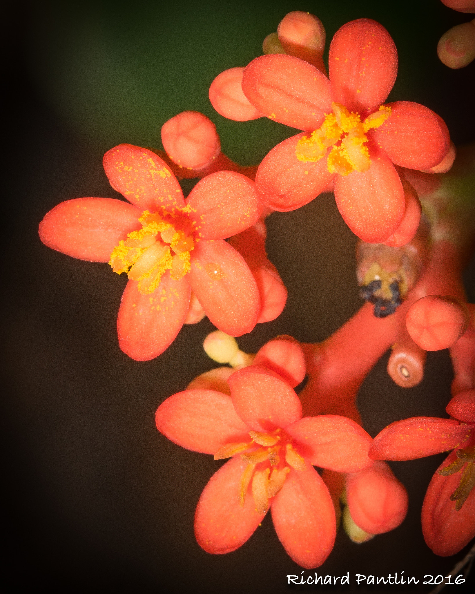 Nikon D750 + Nikon AF Micro-Nikkor 200mm F4D ED-IF sample photo. _rjp8129-21.jpg photography