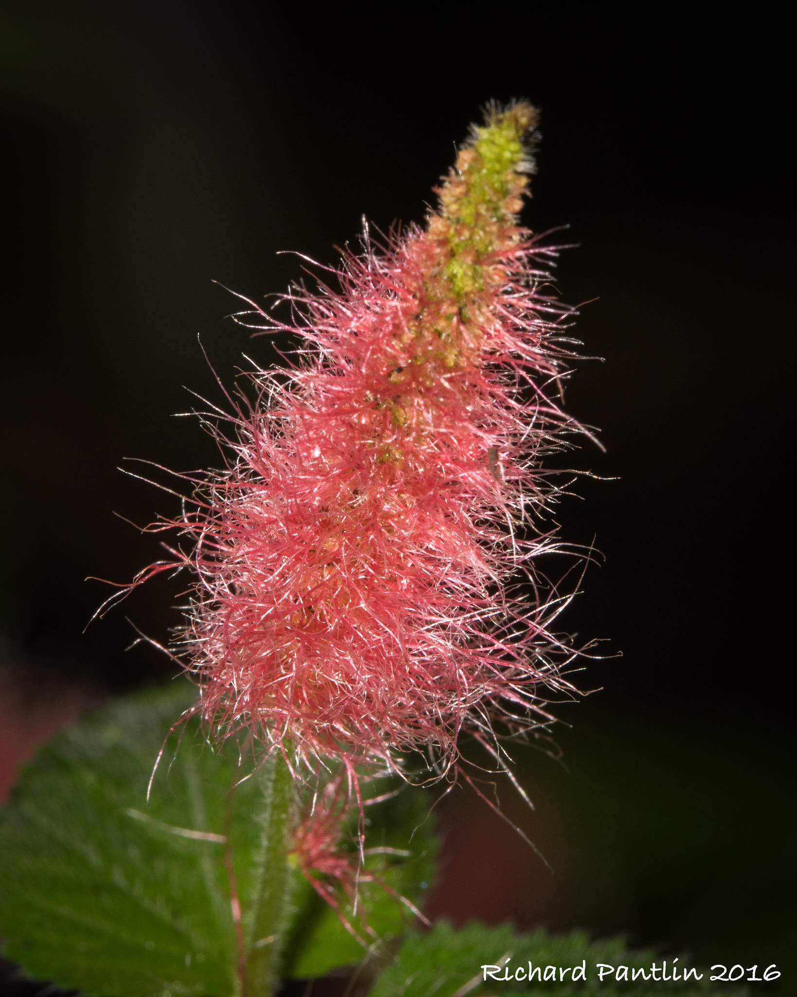 Nikon D750 + Nikon AF Micro-Nikkor 200mm F4D ED-IF sample photo. _rjp8148-29.jpg photography